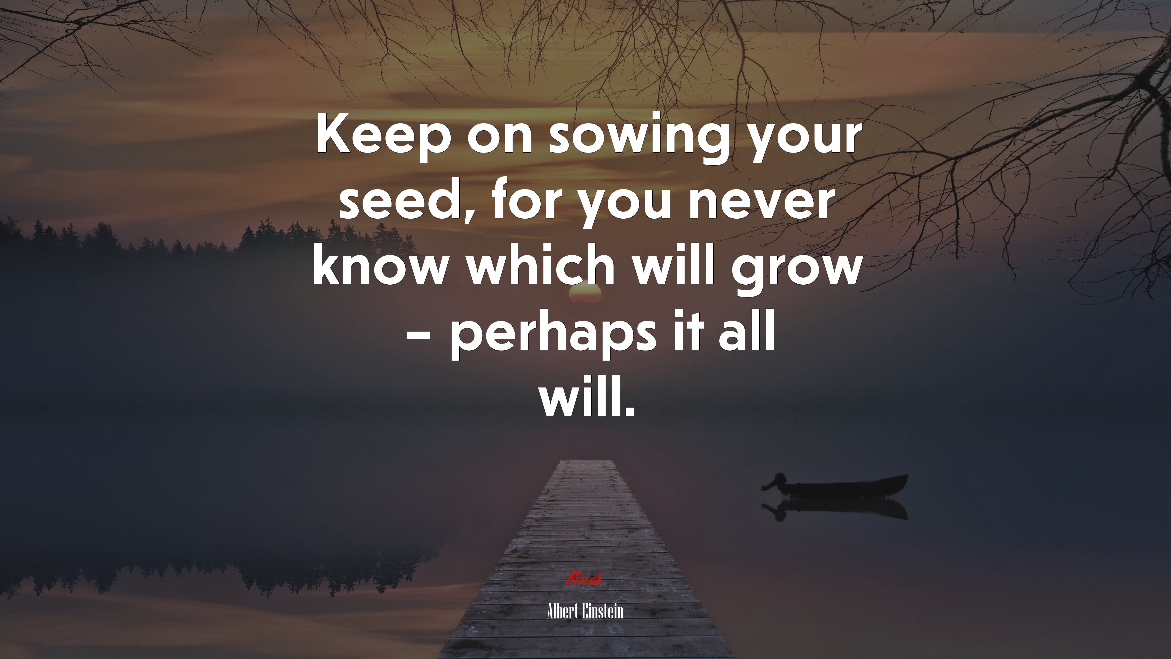 Keep on sowing your seed, for you never know which will grow – perhaps it all will. | Albert Einstein quote HD Wallpaper