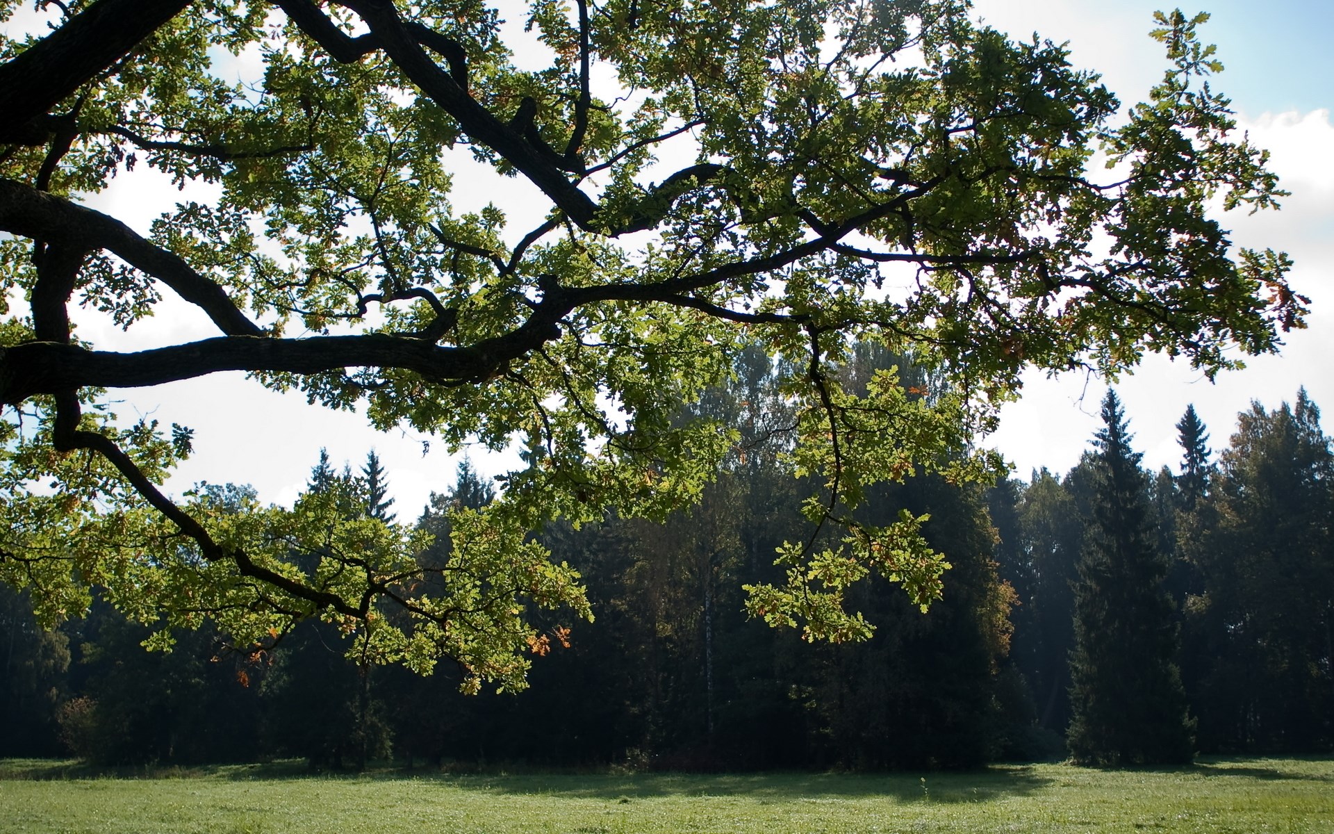 Oak tree branches over a grassy field and forest HD Wallpaper
