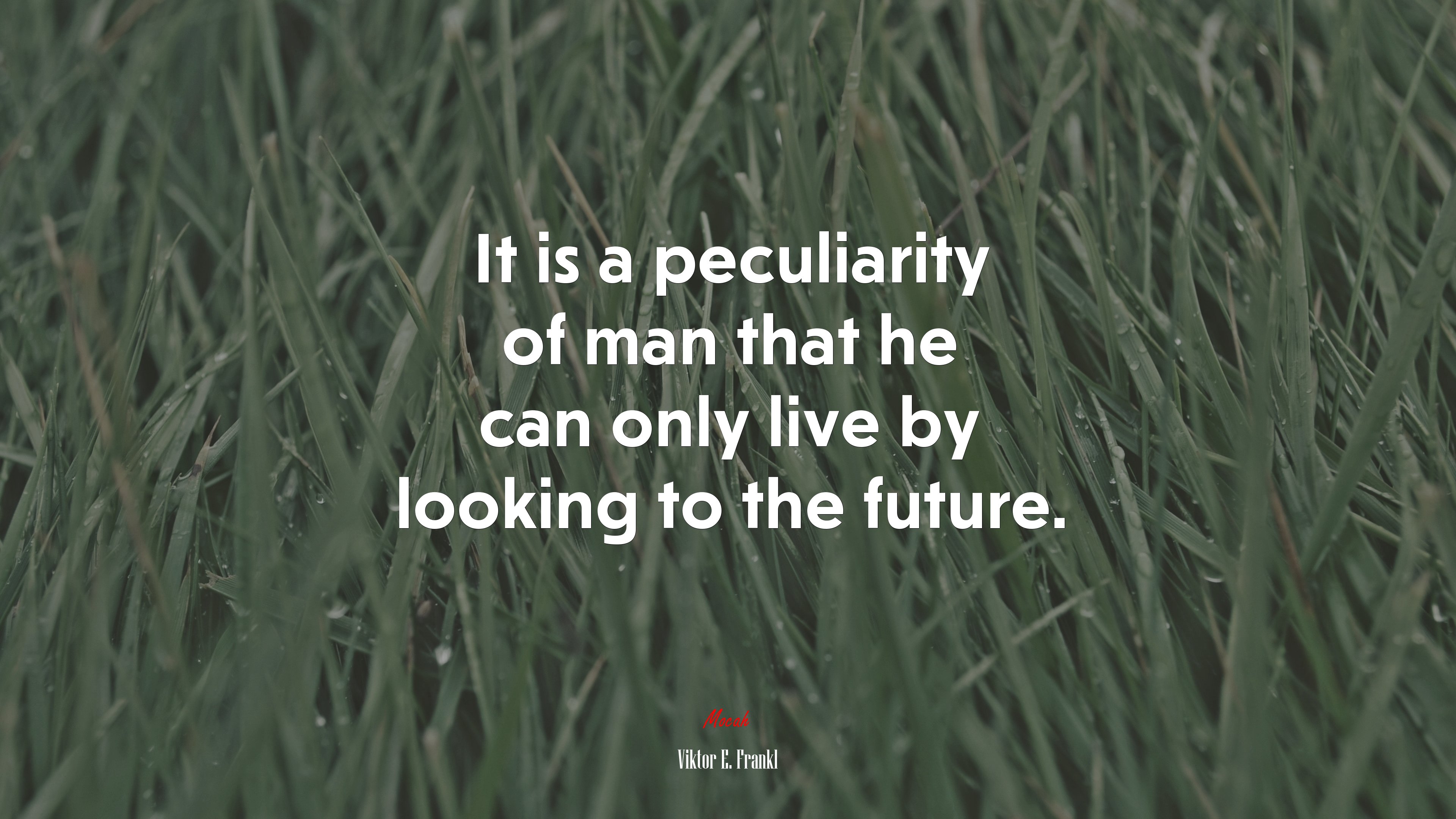 It is a peculiarity of man that he can only live by looking to the future. | Viktor E. Frankl quote HD Wallpaper