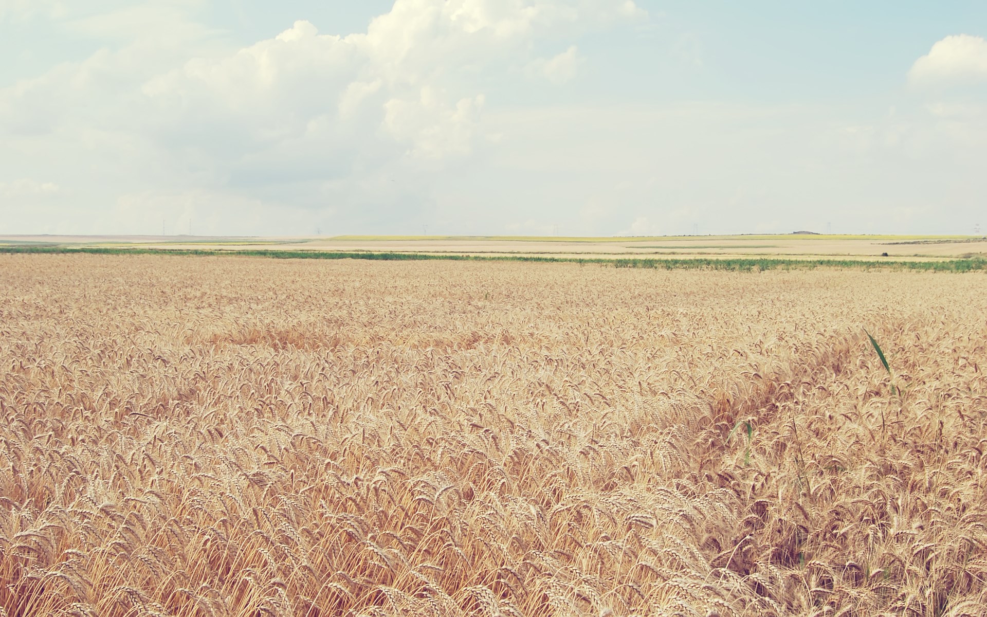 Wheat field under a cloudy sky HD Wallpaper