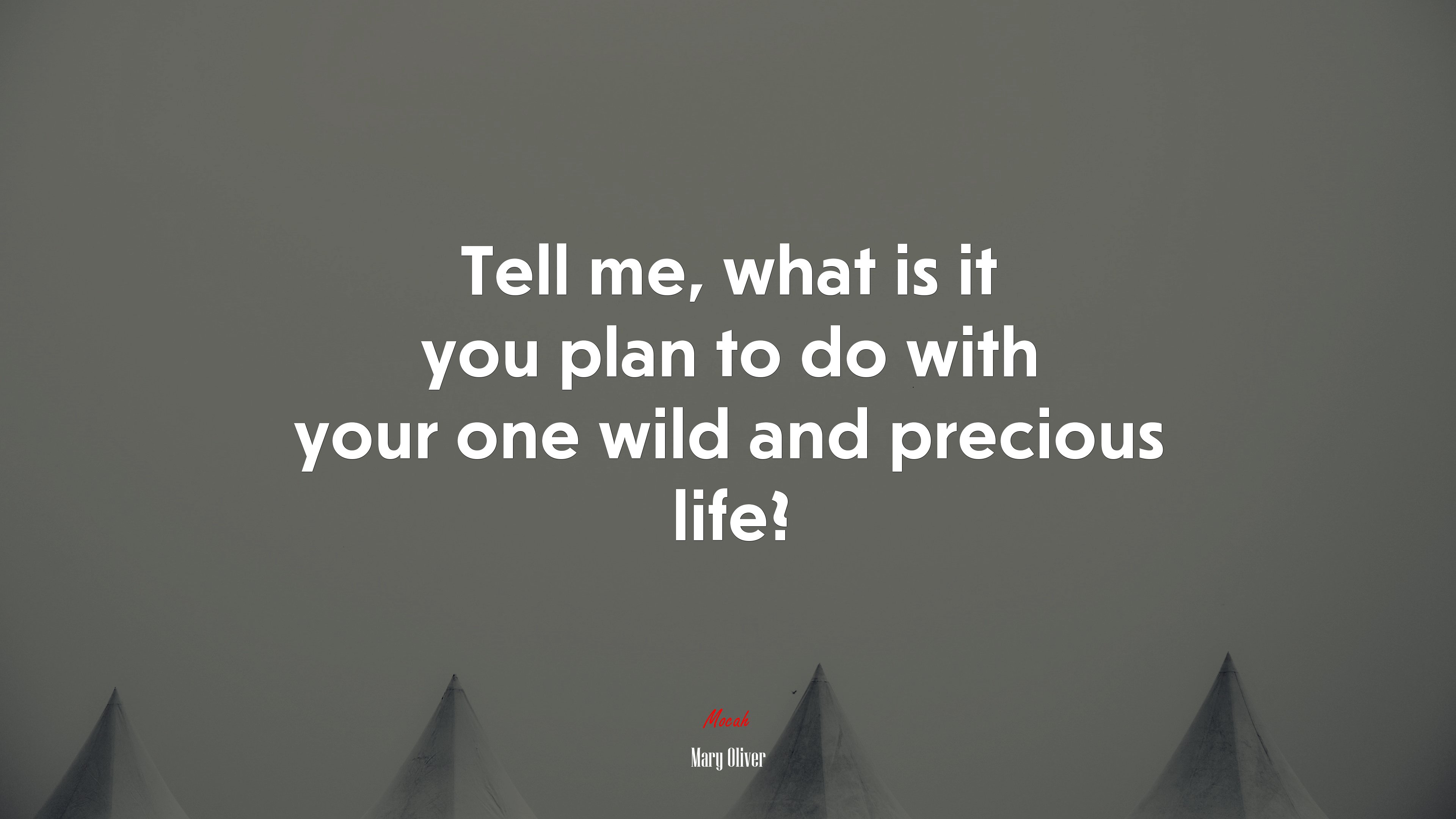Tell me, what is it you plan to do with your one wild and precious life? | Mary Oliver quote HD Wallpaper