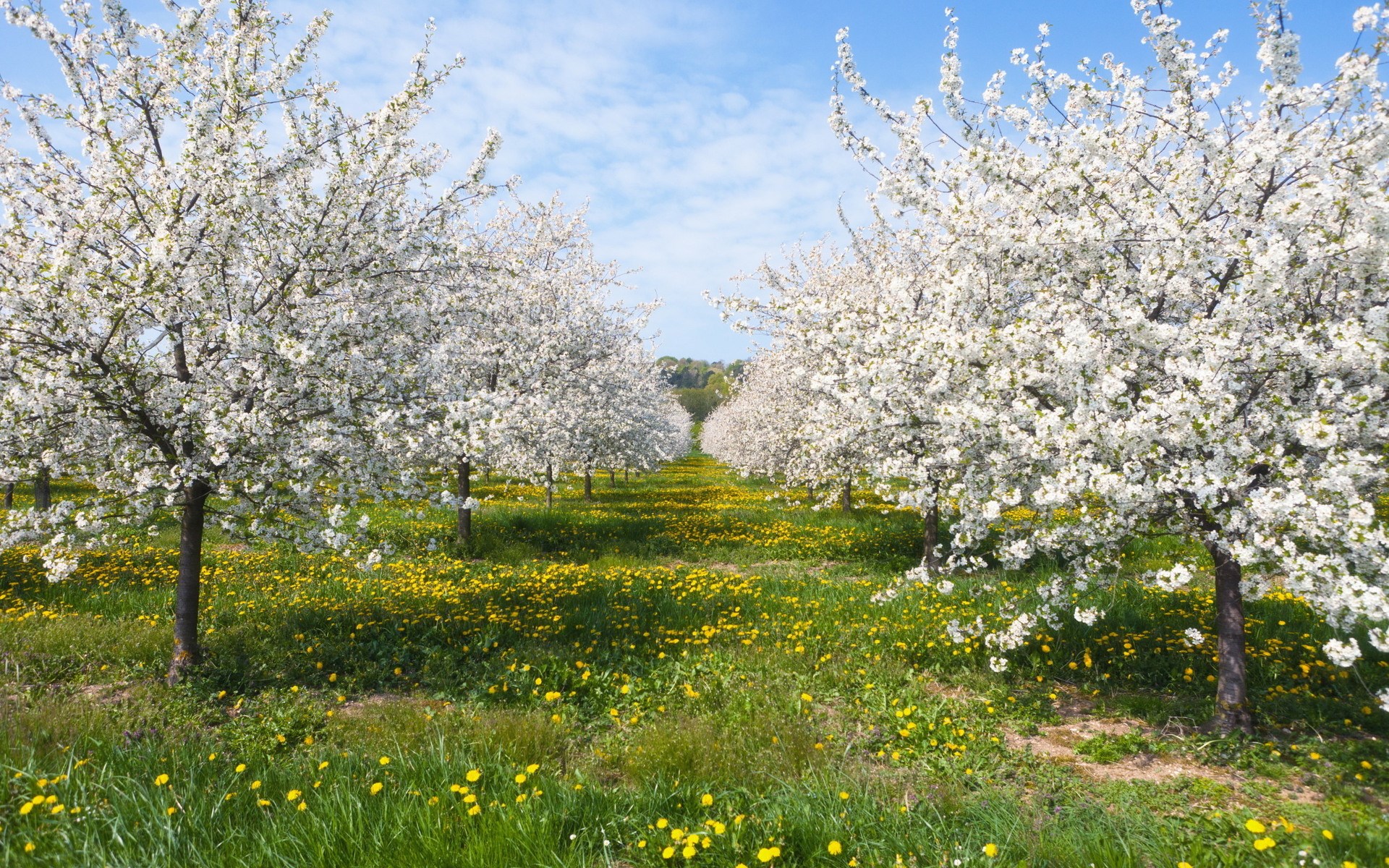 Orchard of blooming cherry trees with yellow flowers HD Wallpaper