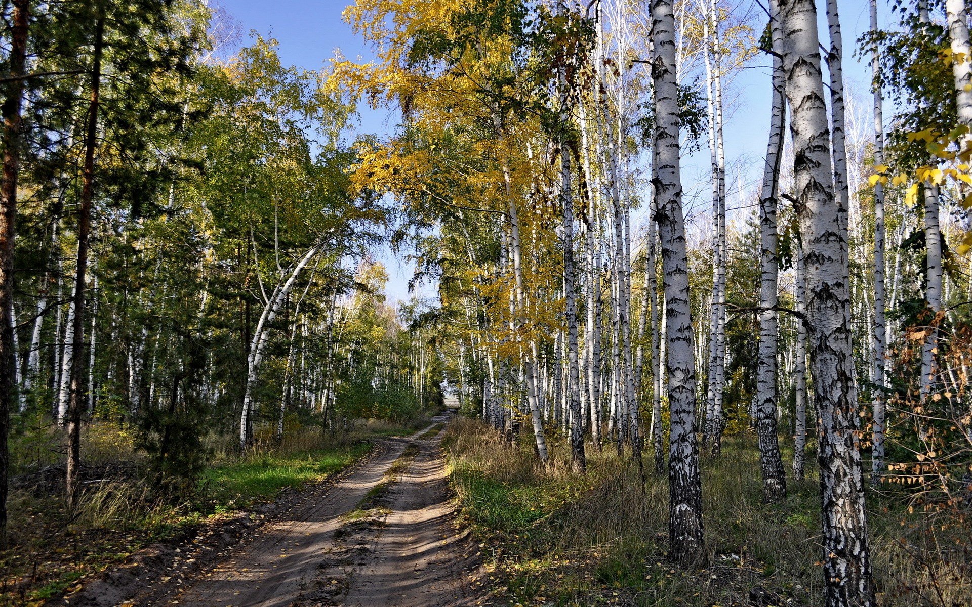 Dirt road through an autumn forest with birch trees HD Wallpaper
