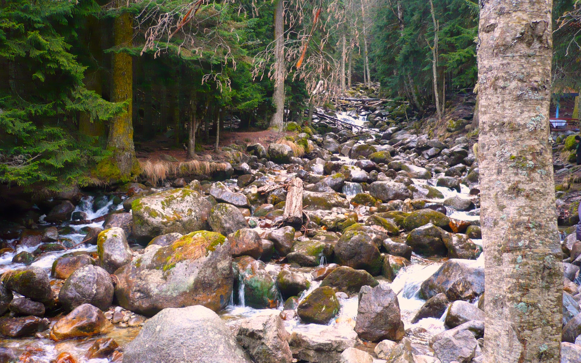 Rocky stream flowing through a dense forest HD Wallpaper