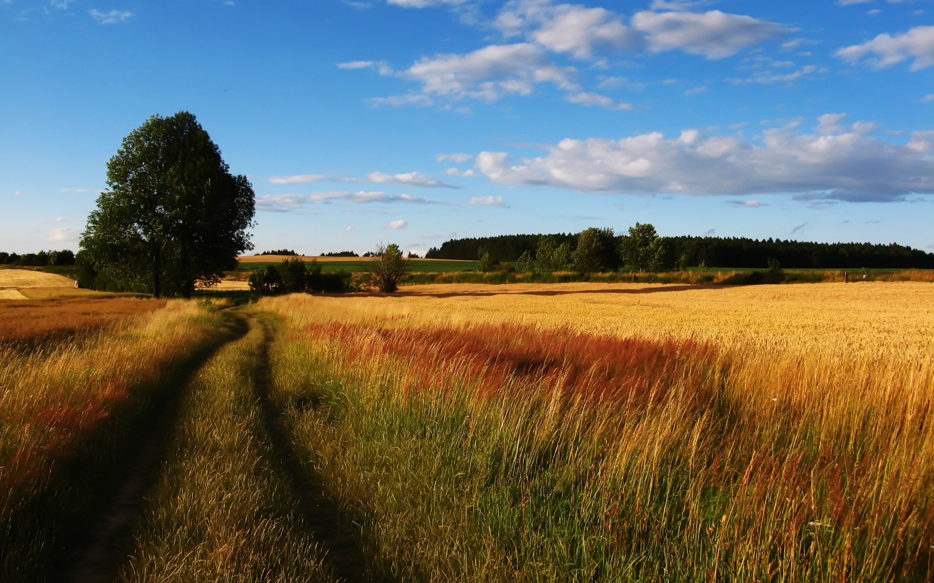 Dirt path through a golden wheat field under a blue sky HD Wallpaper