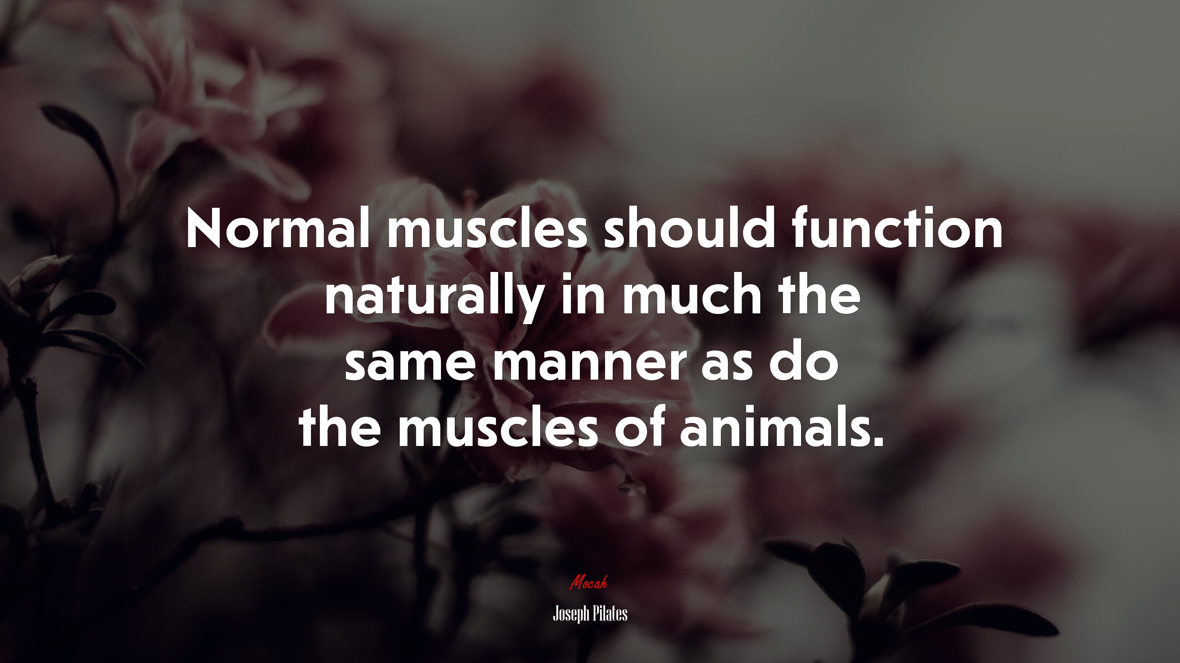 Normal muscles should function naturally in much the same manner as do the muscles of animals. | Joseph Pilates quote HD Wallpaper