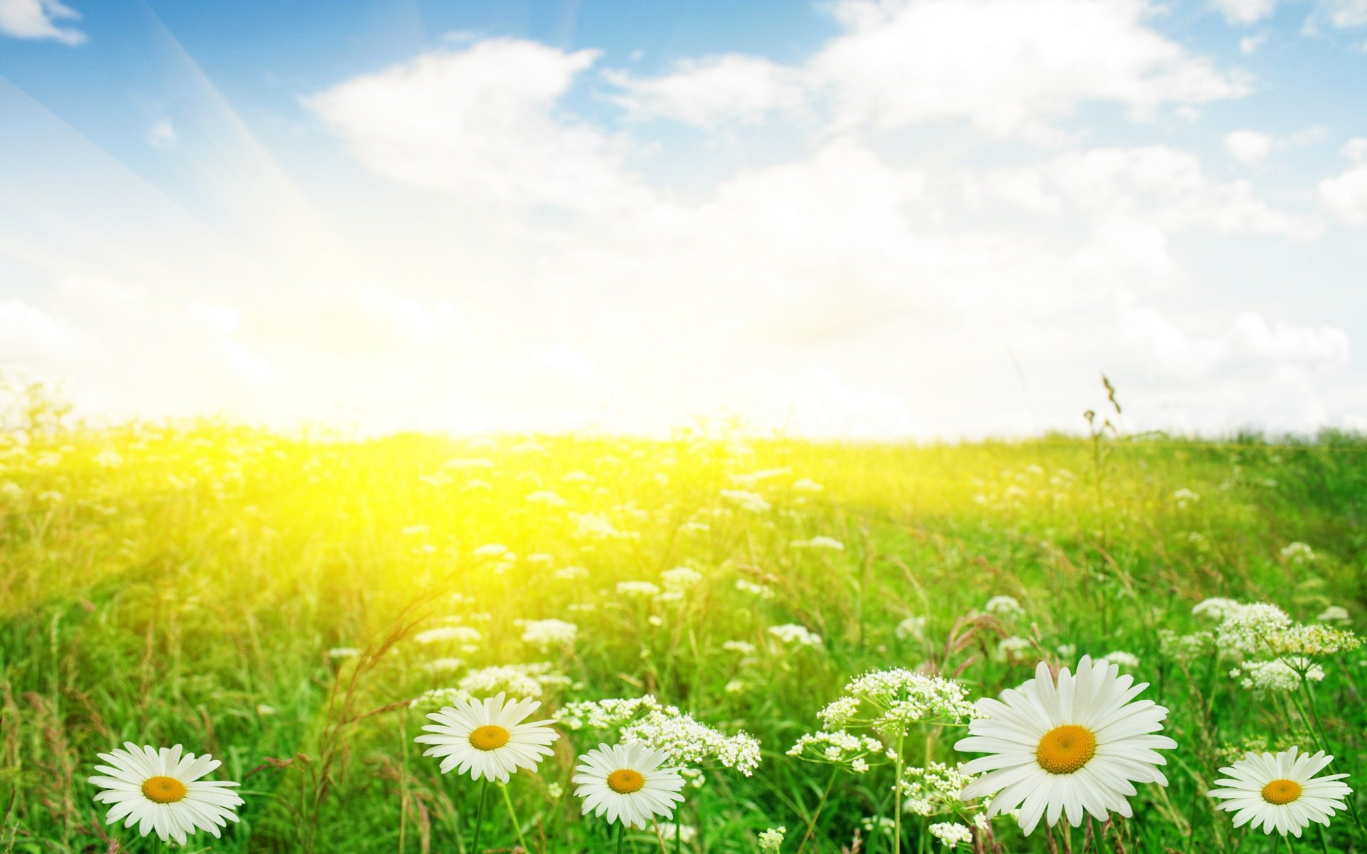 Field of daisies under bright sunlight HD Wallpaper