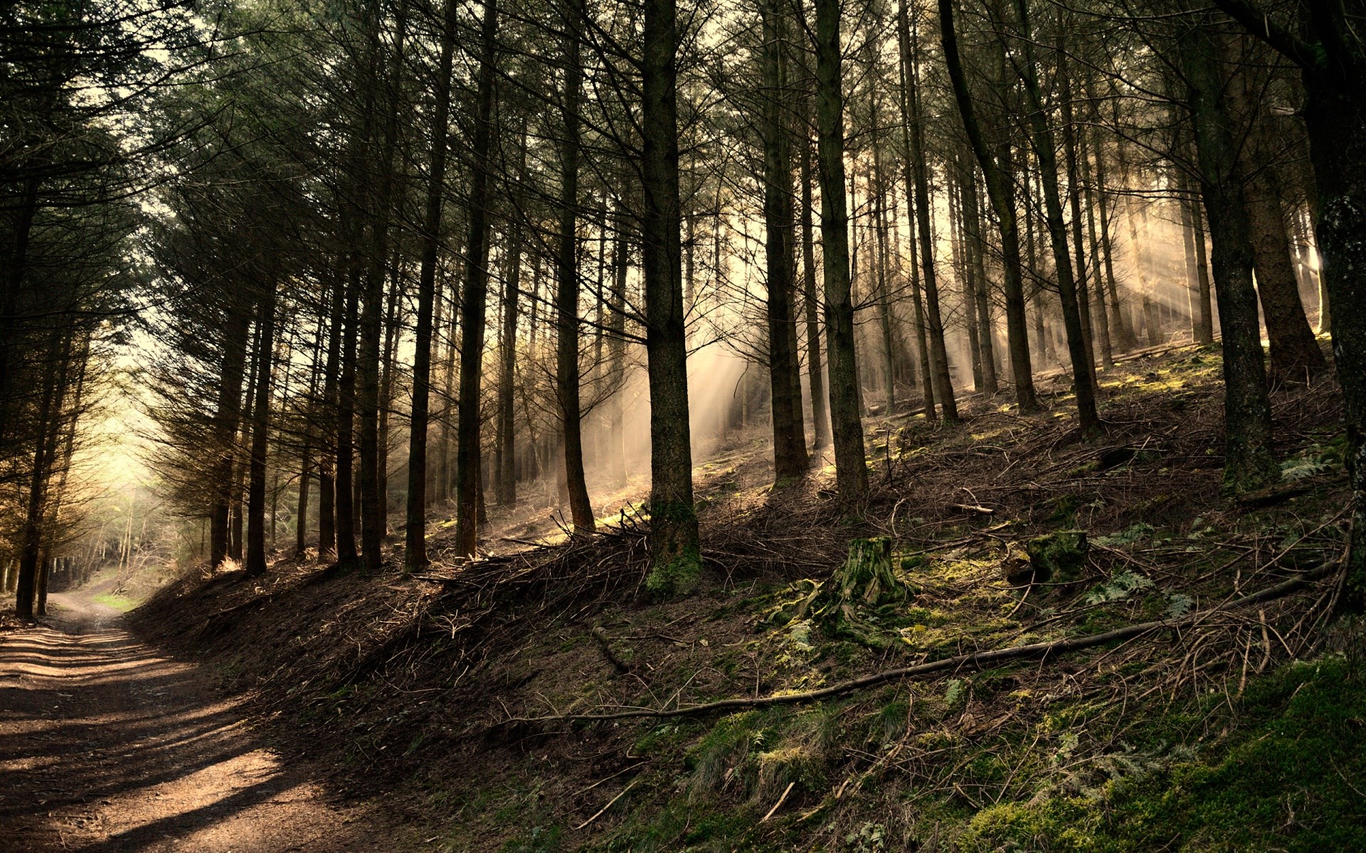 Sunlight beams through a dense forest with a dirt path HD Wallpaper