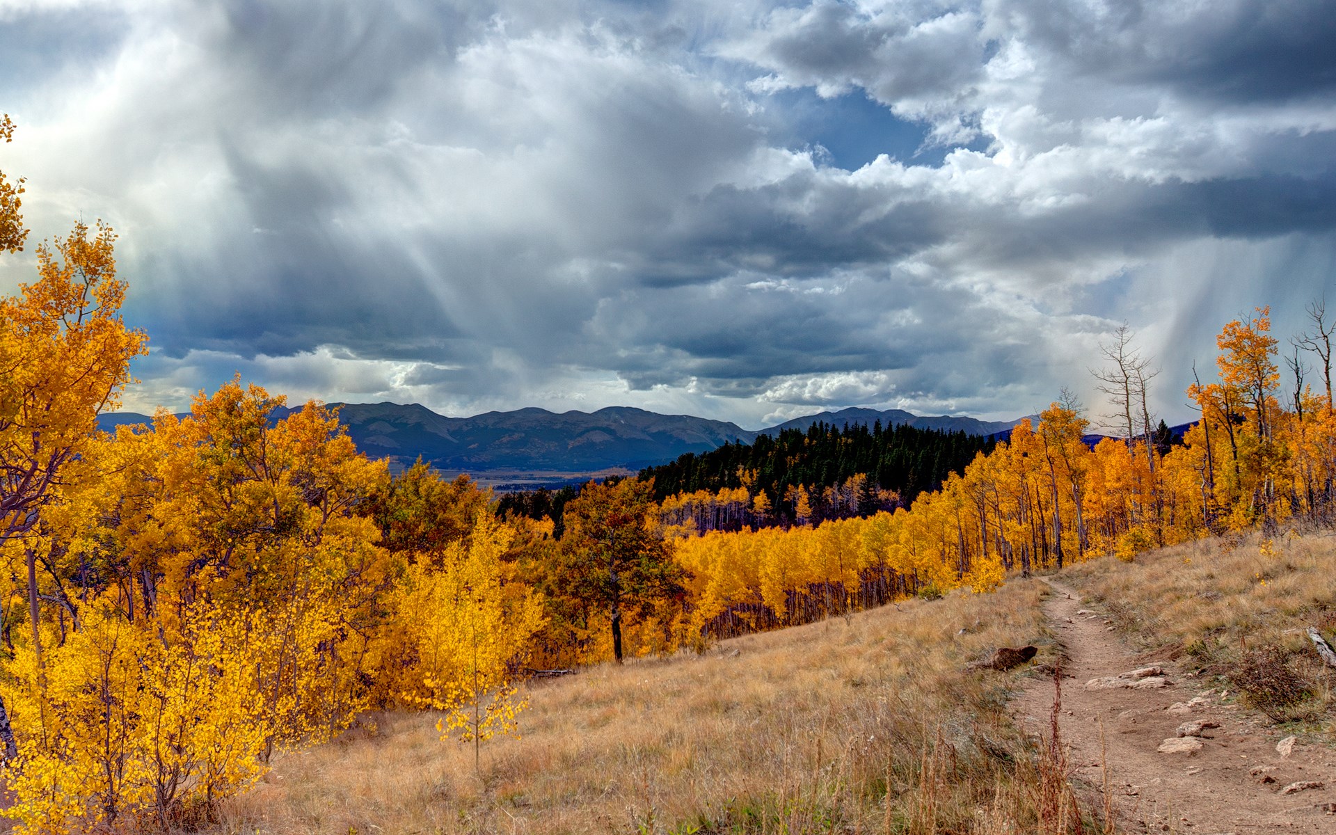 Autumn trees on a hillside under stormy clouds HD Wallpaper