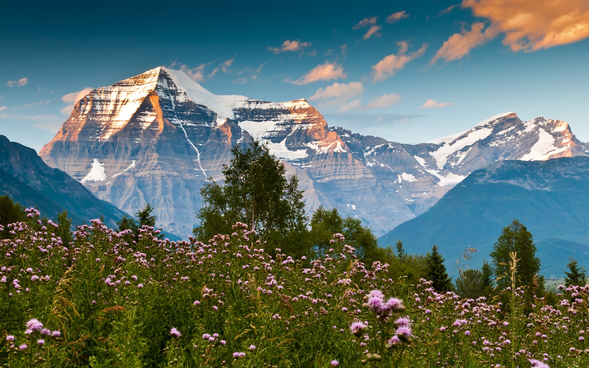 Snow-capped mountains and a field of purple flowers HD Wallpaper