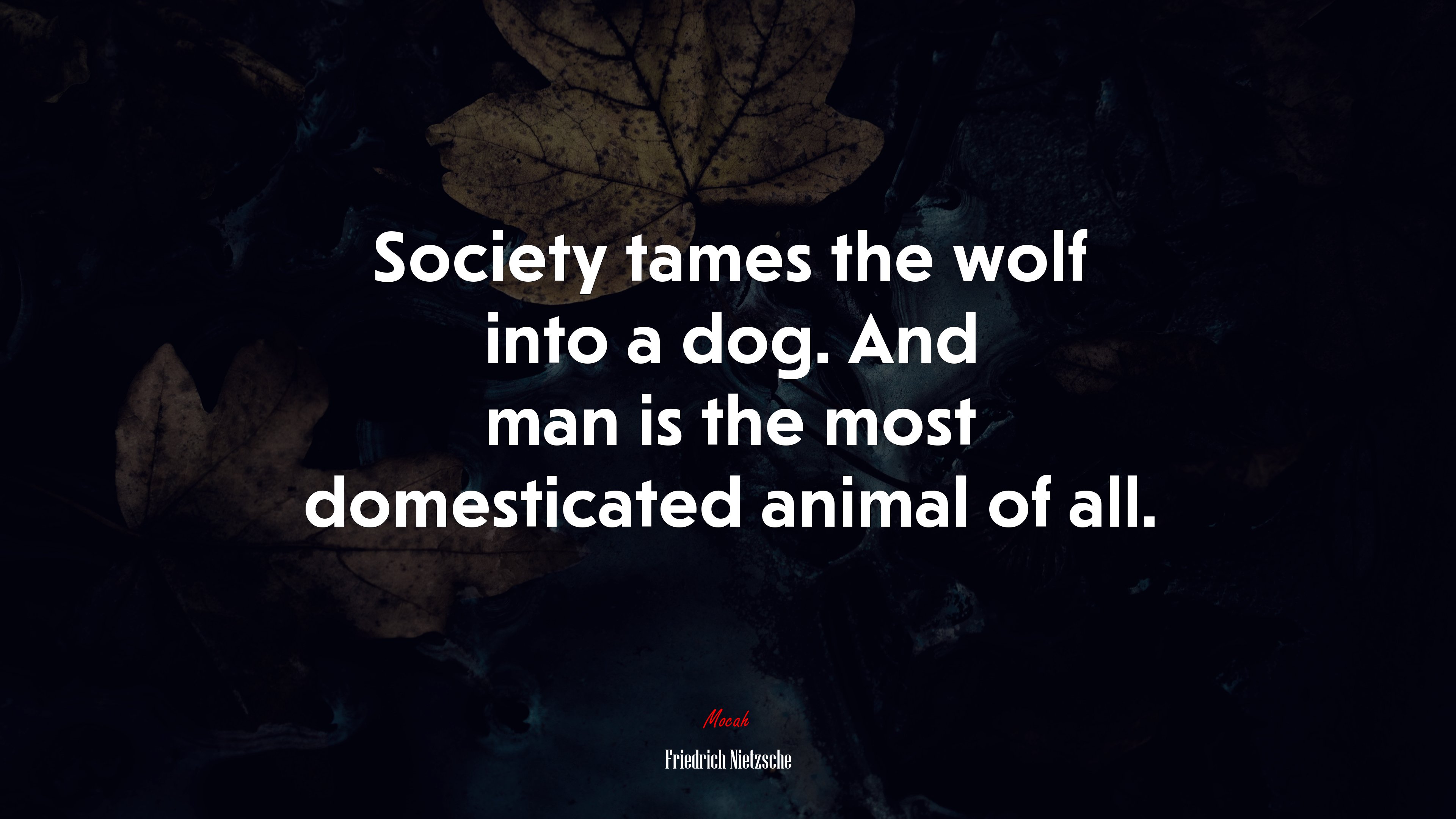 Society tames the wolf into a dog. And man is the most domesticated animal of all. | Friedrich Nietzsche quote HD Wallpaper
