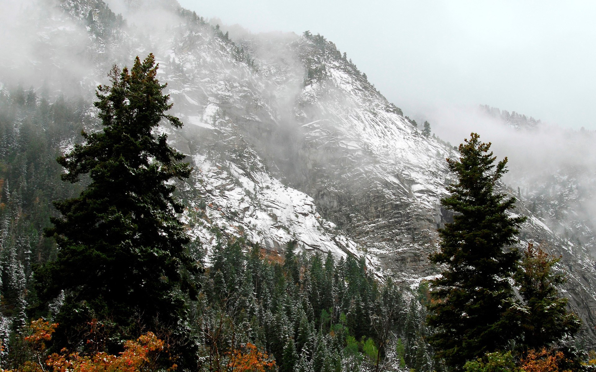 Snow-dusted mountain with pine trees in fog HD Wallpaper