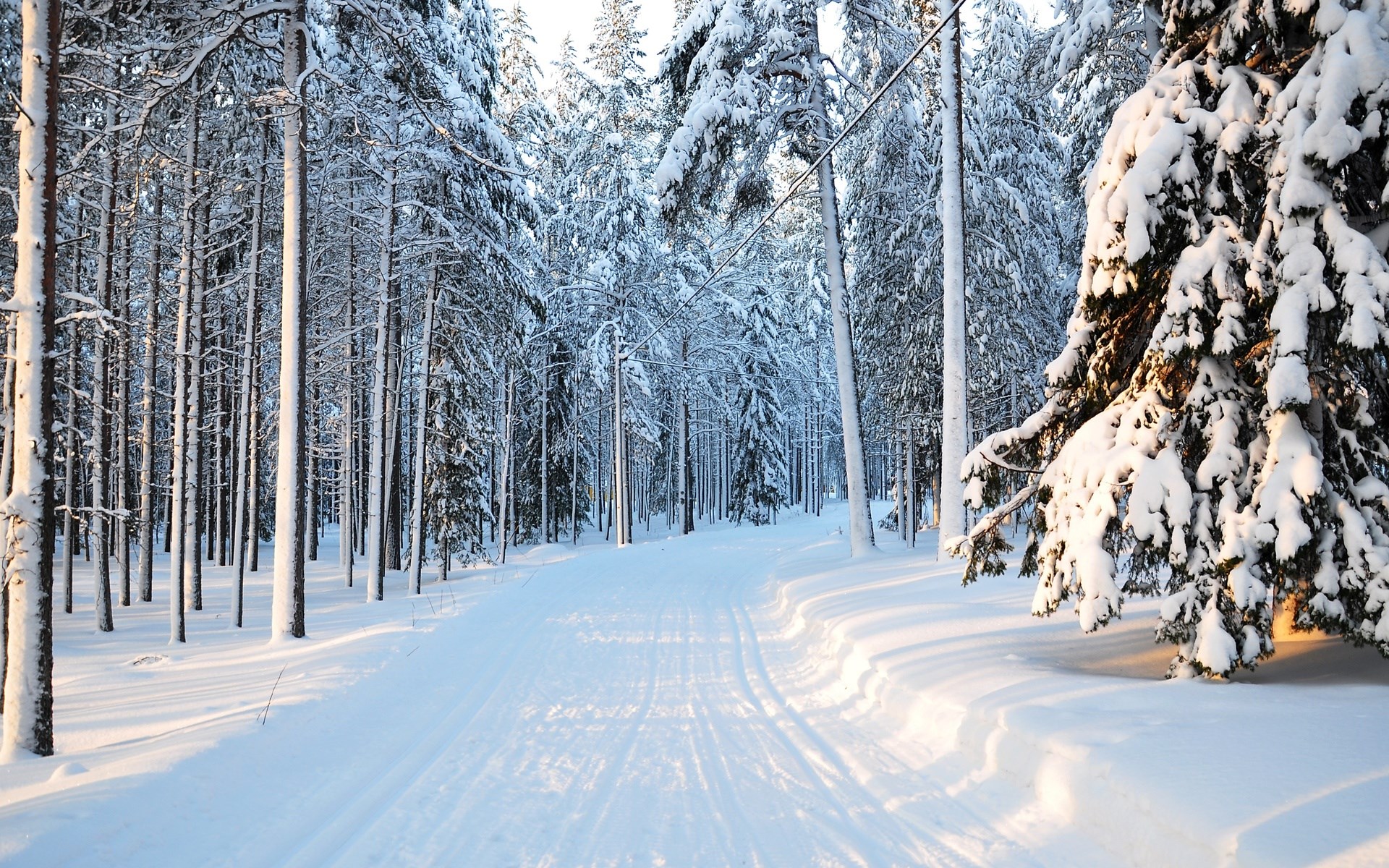 Snowy forest path with ski tracks HD Wallpaper