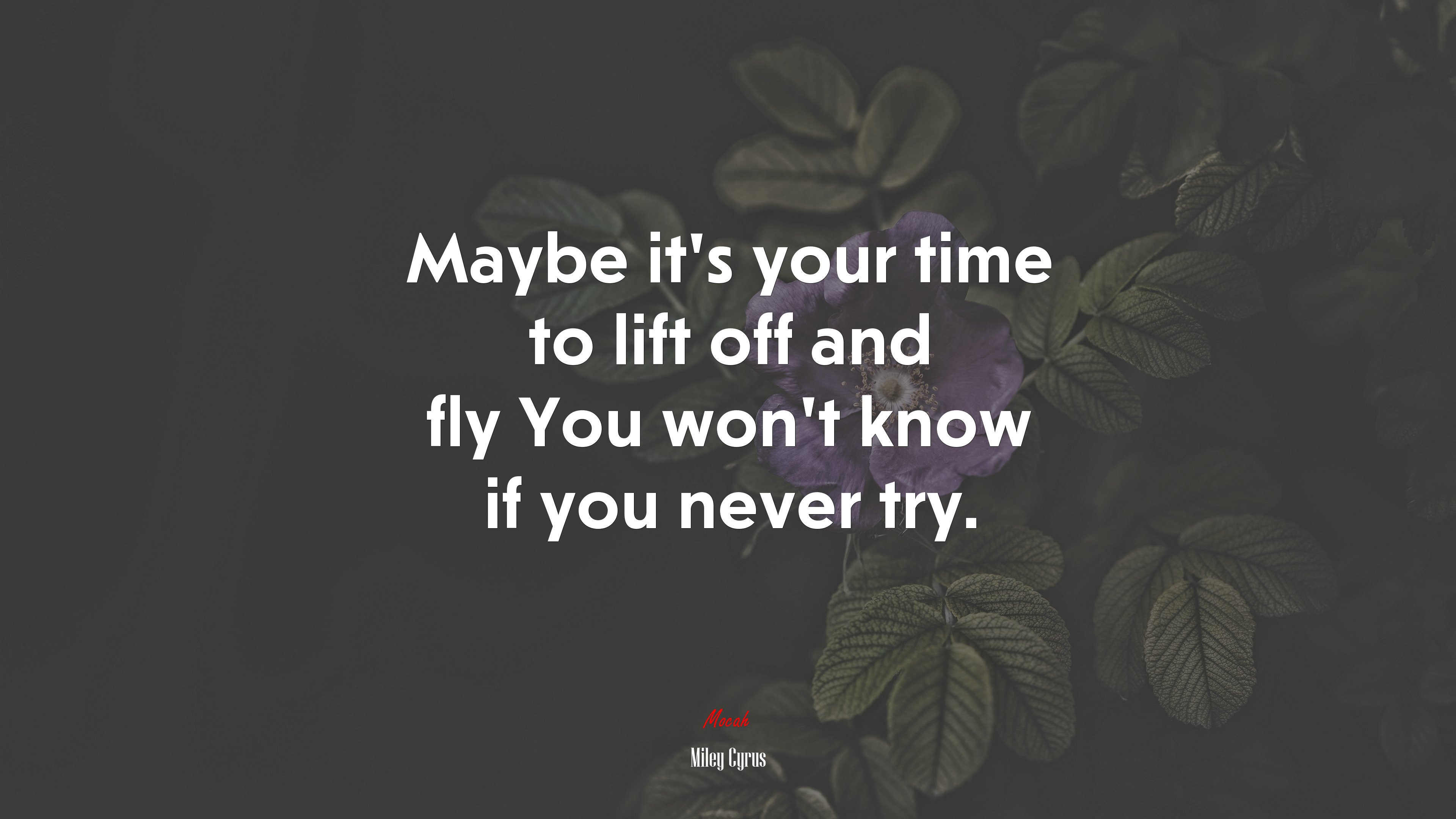 Maybe it’s your time to lift off and fly You won’t know if you never try. | Miley Cyrus quote HD Wallpaper