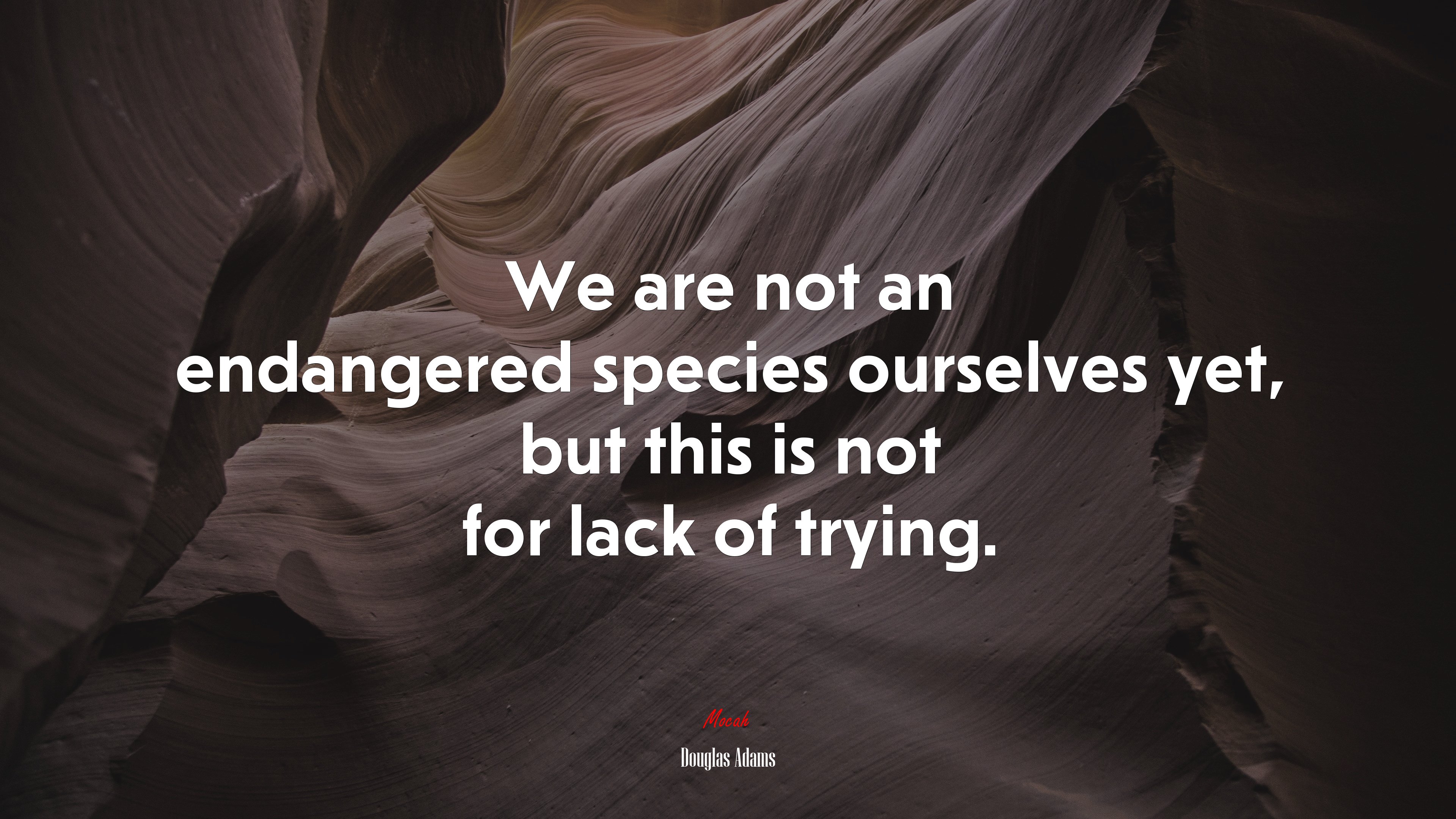 We are not an endangered species ourselves yet, but this is not for lack of trying. | Douglas Adams quote HD Wallpaper