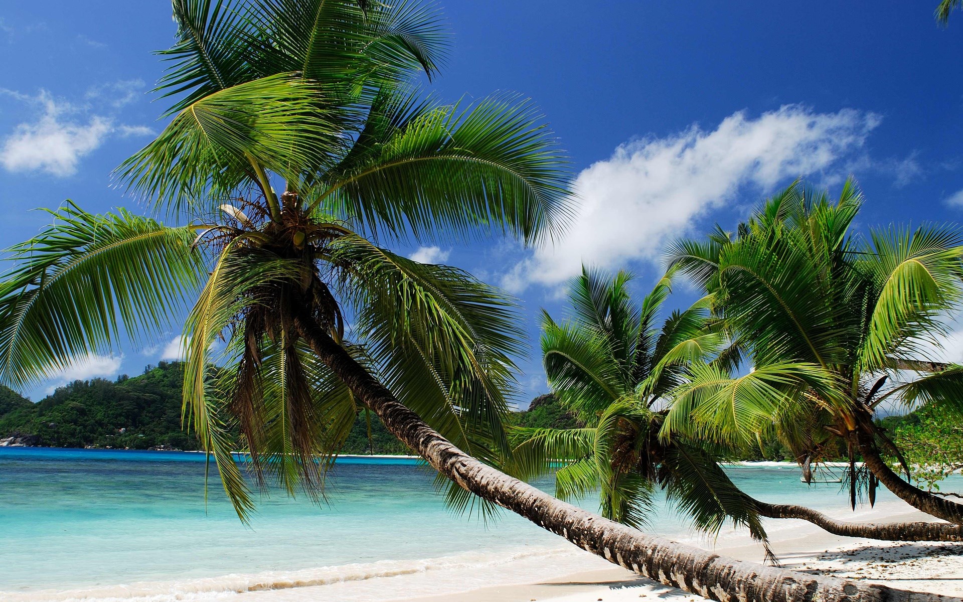 Palm trees on a tropical beach with turquoise water HD Wallpaper