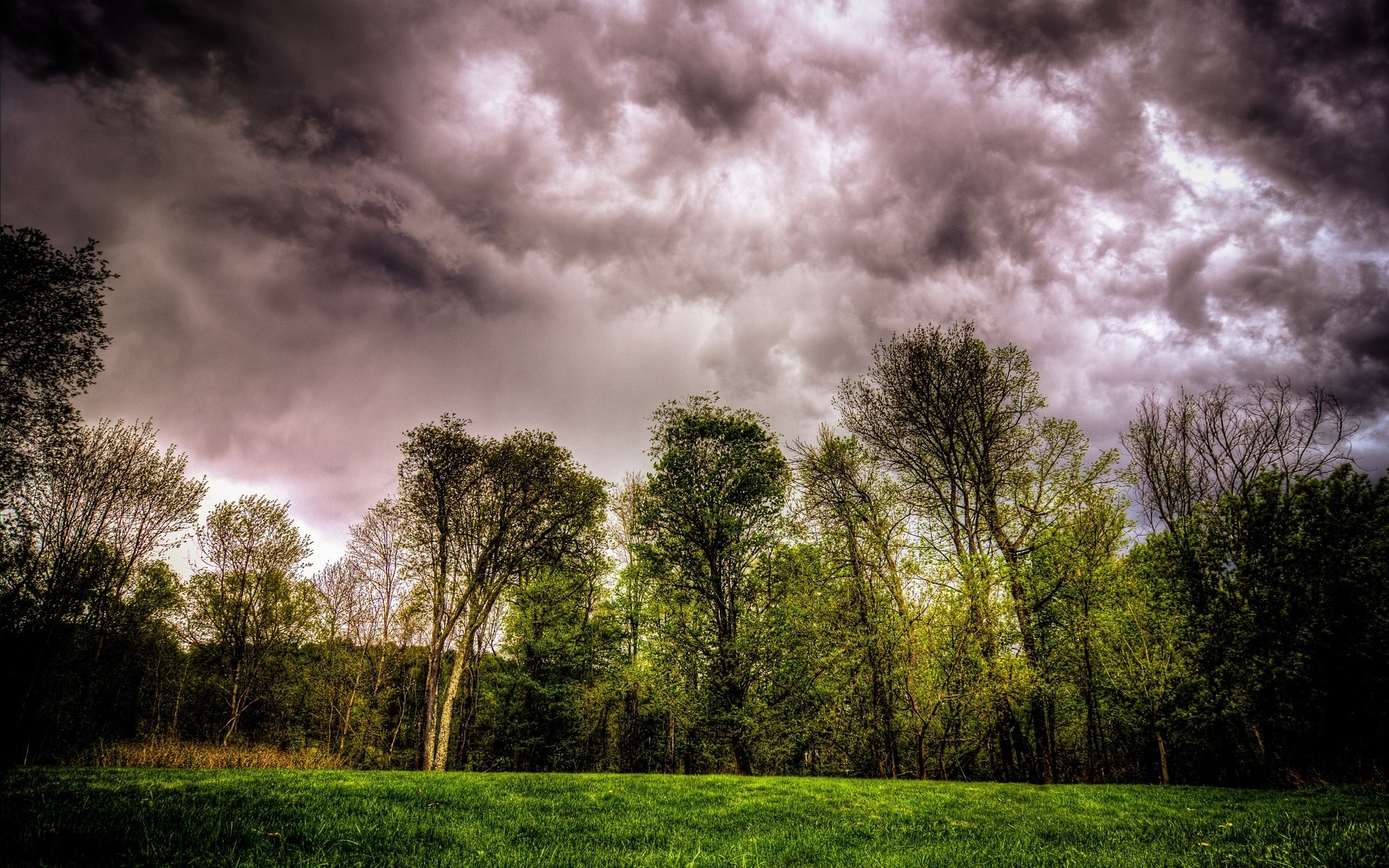 Stormy sky over a grassy field and trees HD Wallpaper
