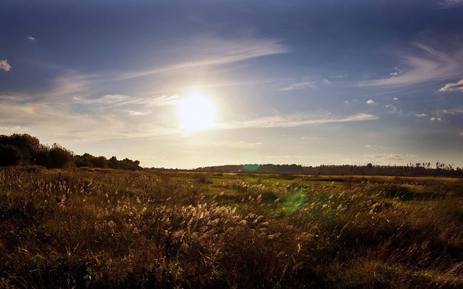 Sunlit field with tall grass and trees HD Wallpaper