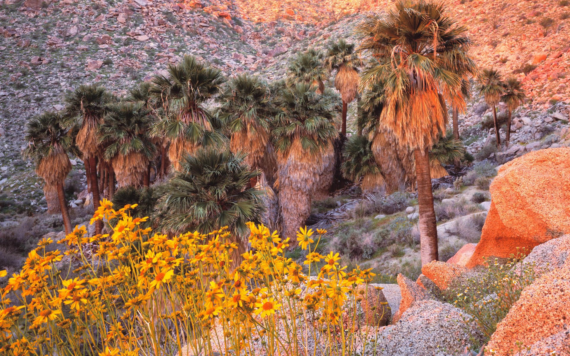 Palm trees and yellow flowers in a rocky desert canyon HD Wallpaper