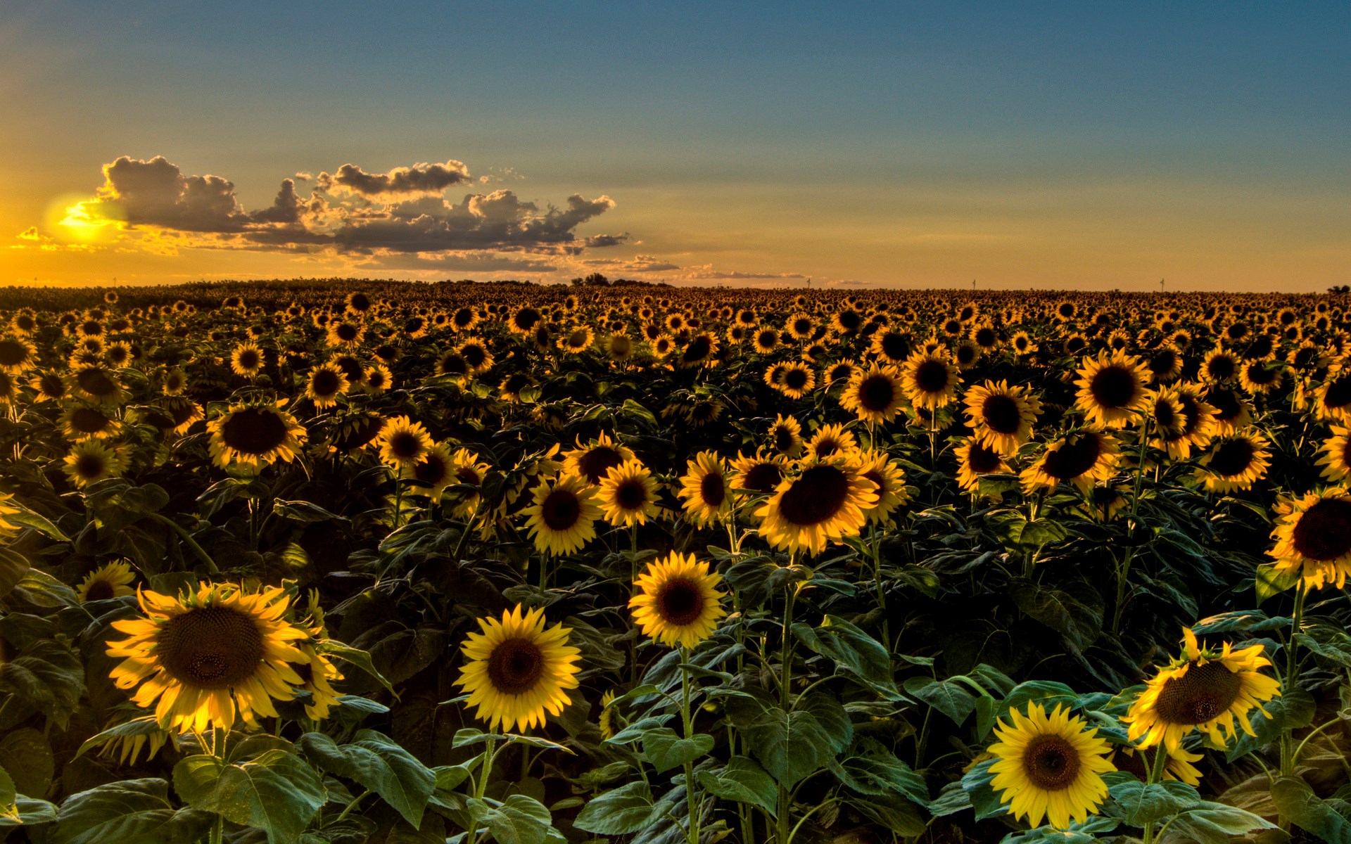 Field of sunflowers at sunset HD Wallpaper