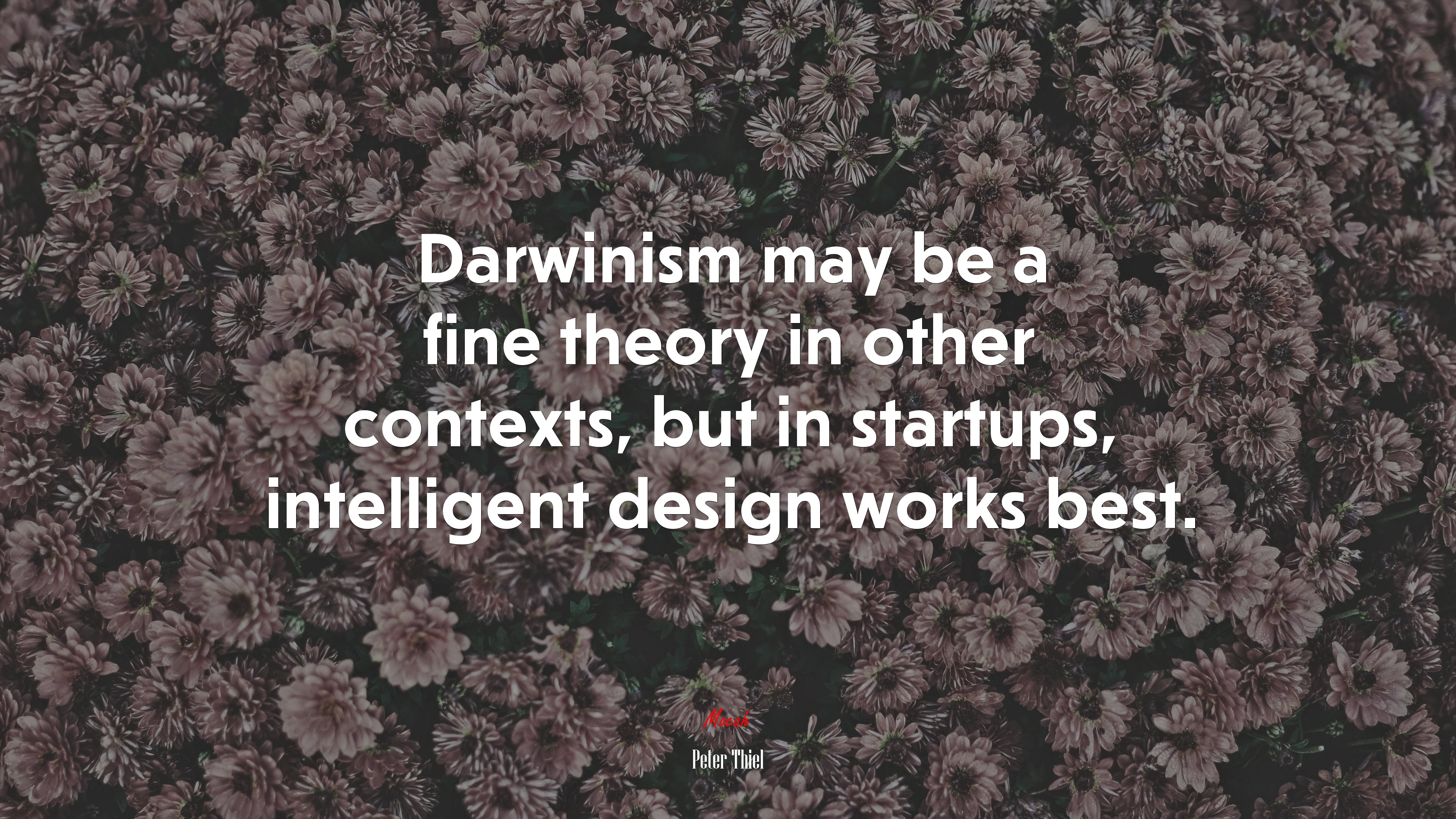 Darwinism may be a fine theory in other contexts, but in startups, intelligent design works best. | Peter Thiel quote HD Wallpaper