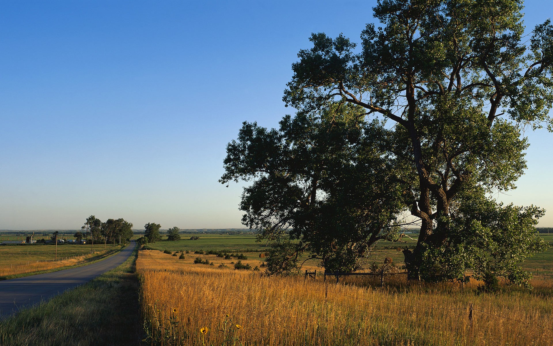 Road through a golden field with a large tree HD Wallpaper