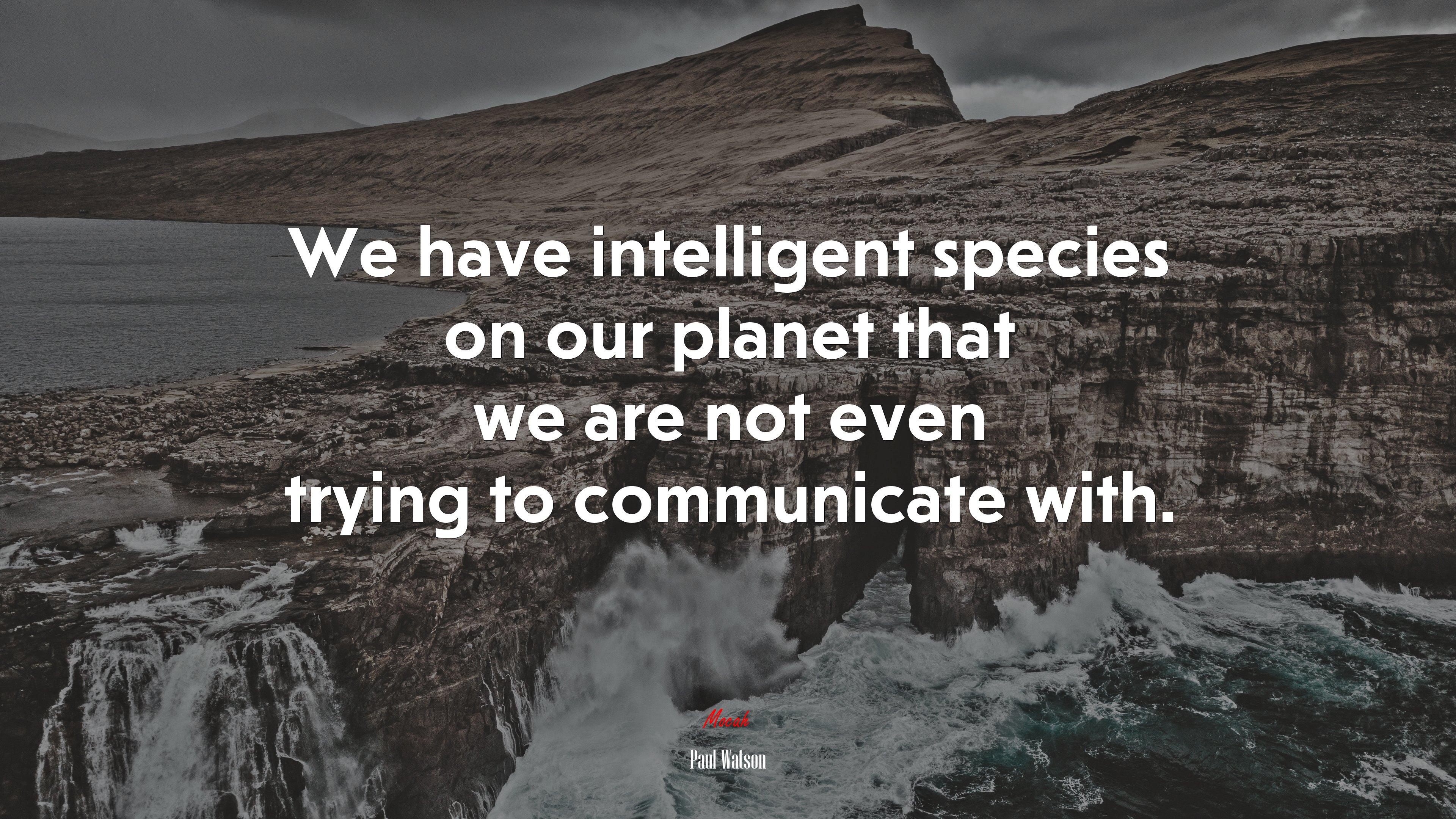 We have intelligent species on our planet that we are not even trying to communicate with. | Paul Watson quote HD Wallpaper