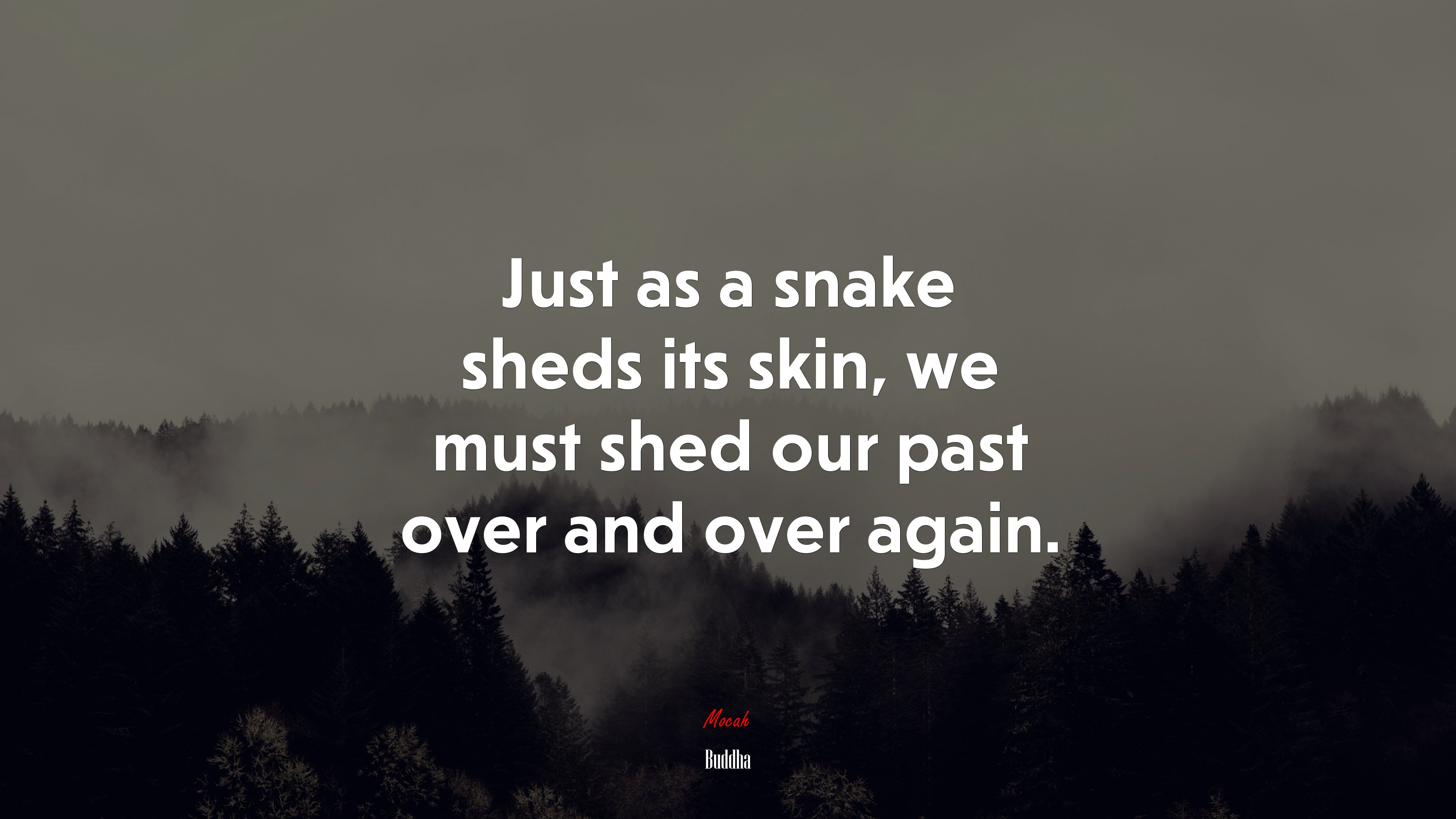 Just as a snake sheds its skin, we must shed our past over and over again. | Buddha quote HD Wallpaper