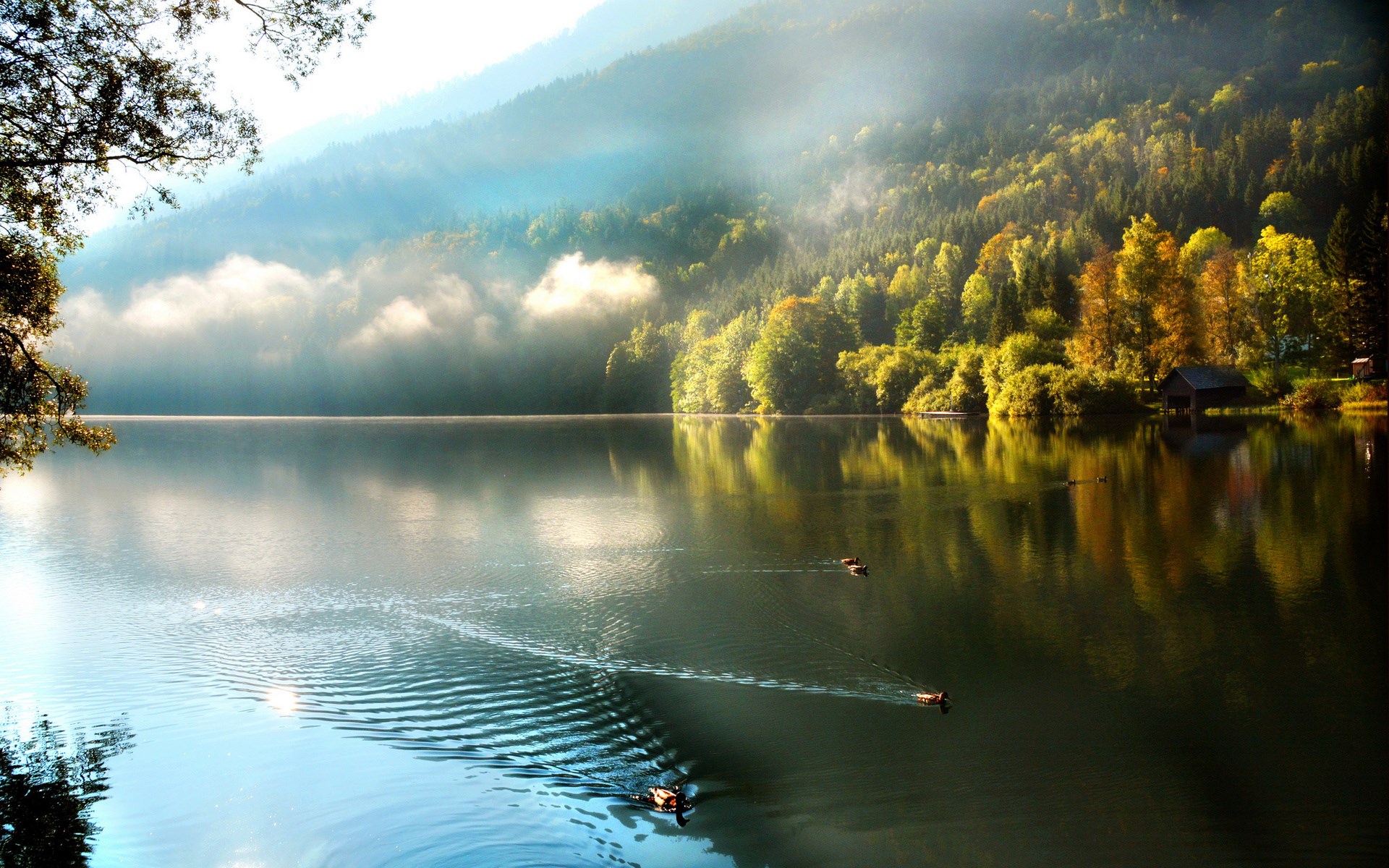 Ducks swimming in a misty lake with a forest background HD Wallpaper