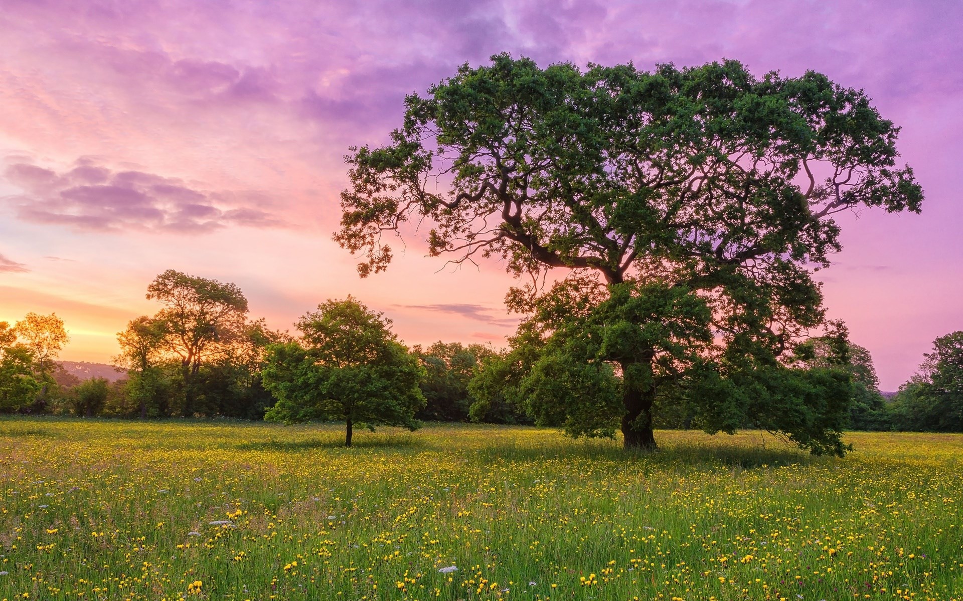 Field of yellow flowers and trees at sunset HD Wallpaper