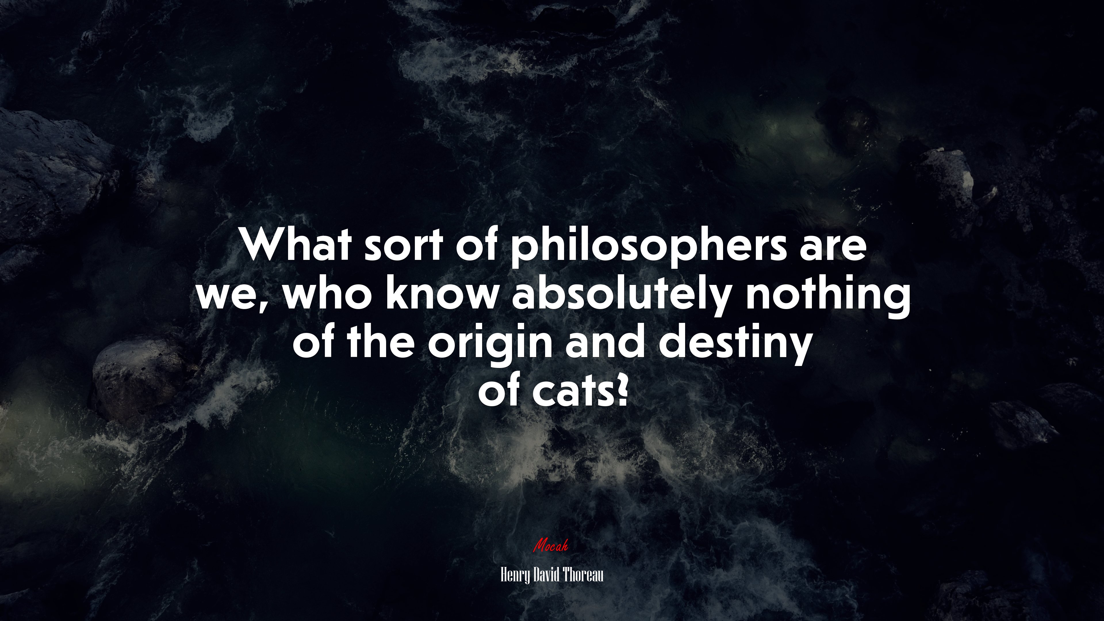 What sort of philosophers are we, who know absolutely nothing of the origin and destiny of cats? | Henry David Thoreau quote HD Wallpaper