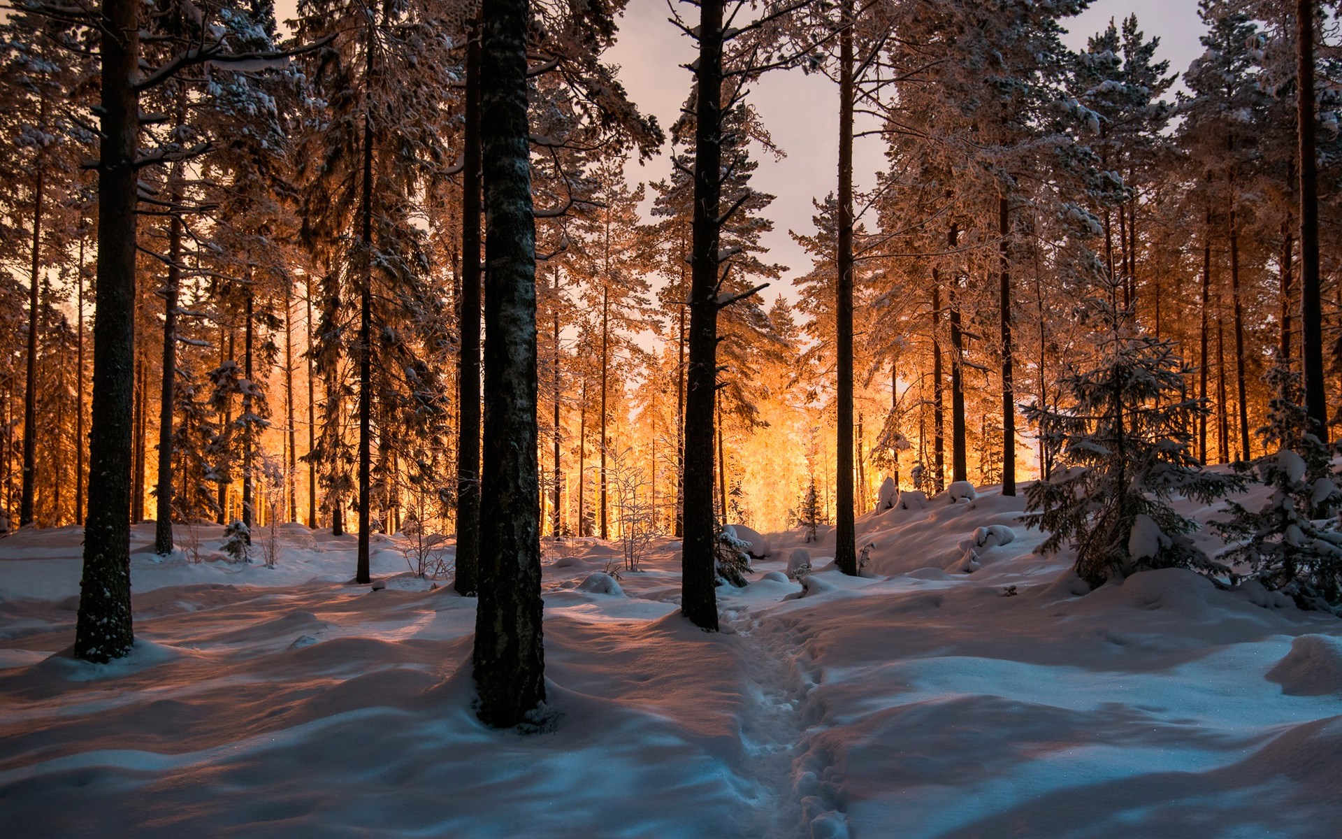 Snowy forest with warm light filtering through trees HD Wallpaper
