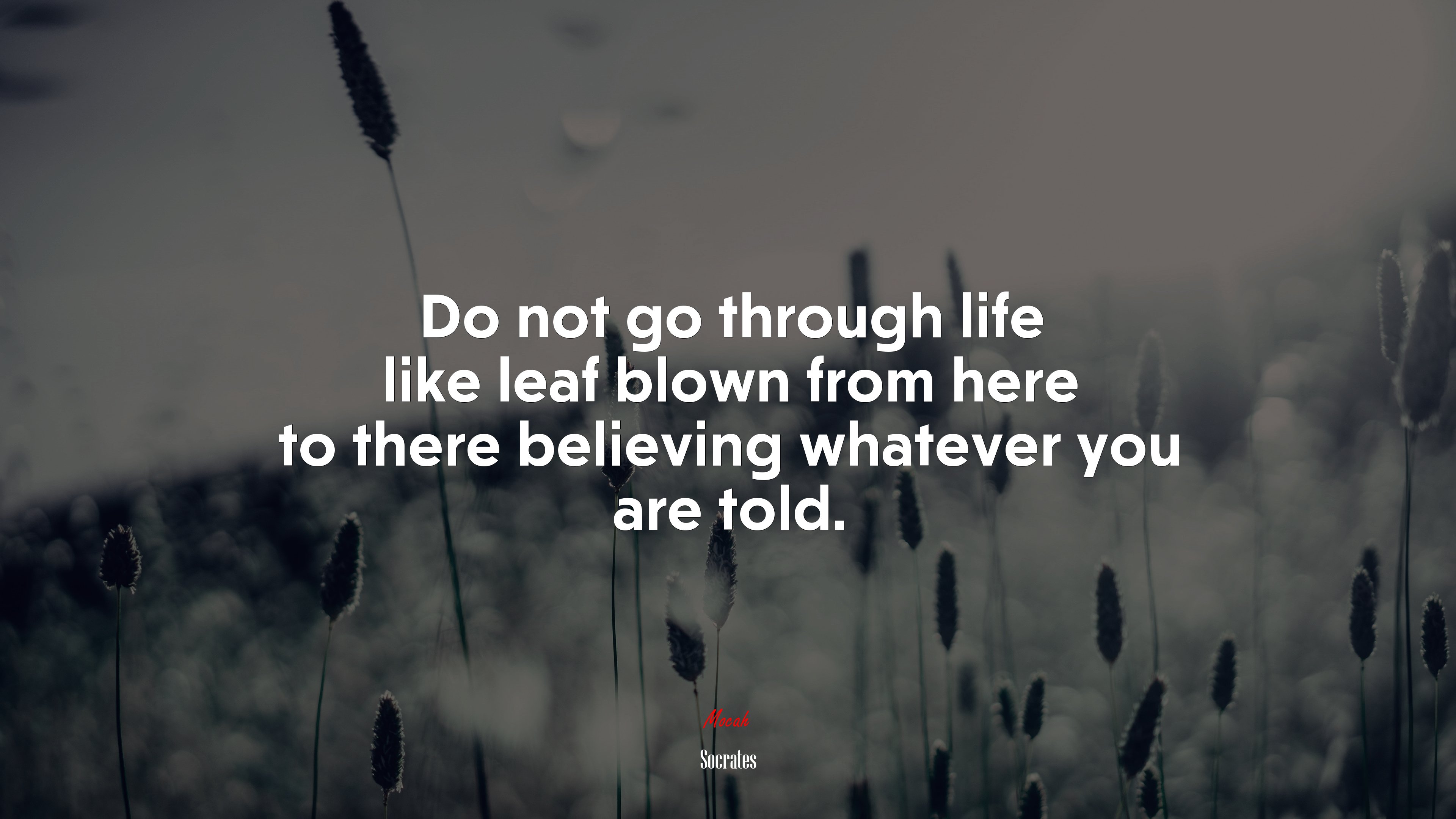 Do not go through life like leaf blown from here to there believing whatever you are told. | Socrates quote HD Wallpaper