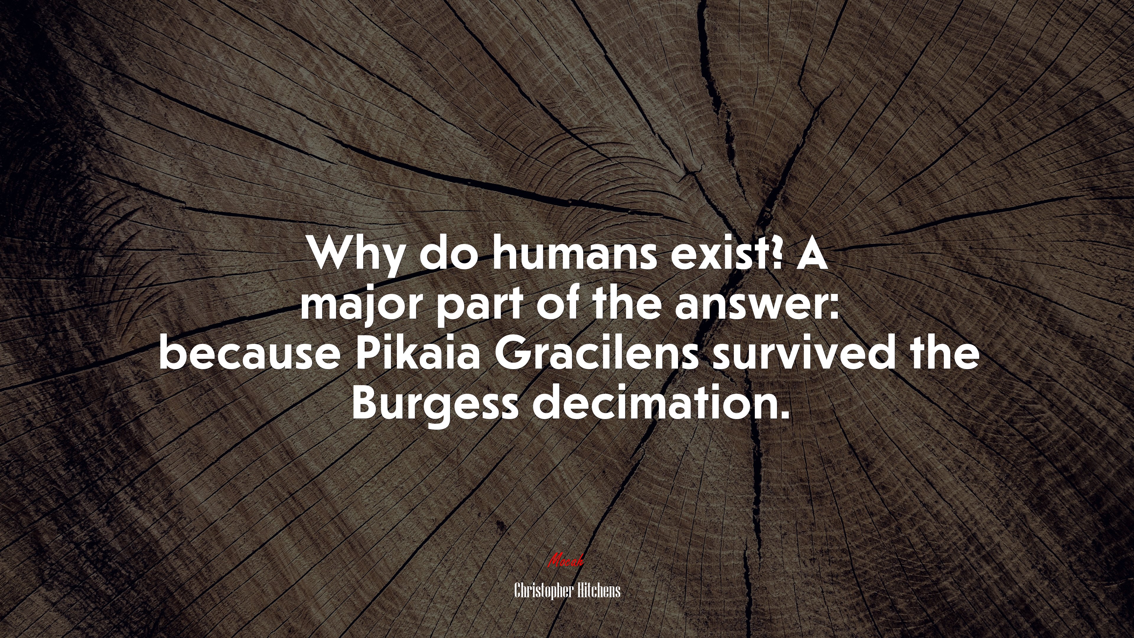 Why do humans exist? A major part of the answer: because Pikaia Gracilens survived the Burgess decimation. | Christopher Hitchens quote HD Wallpaper