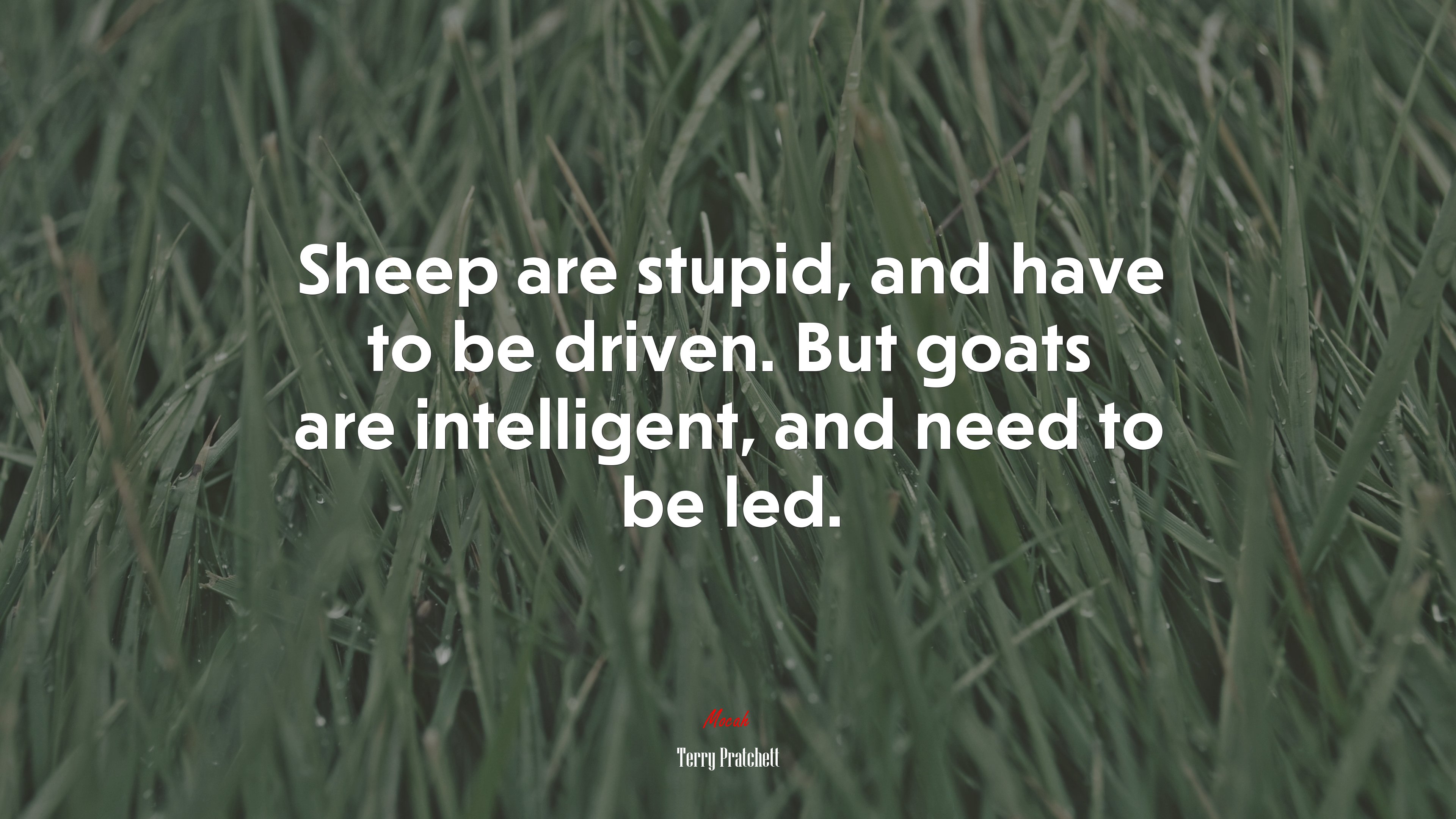 Sheep are stupid, and have to be driven. But goats are intelligent, and need to be led. | Terry Pratchett quote HD Wallpaper