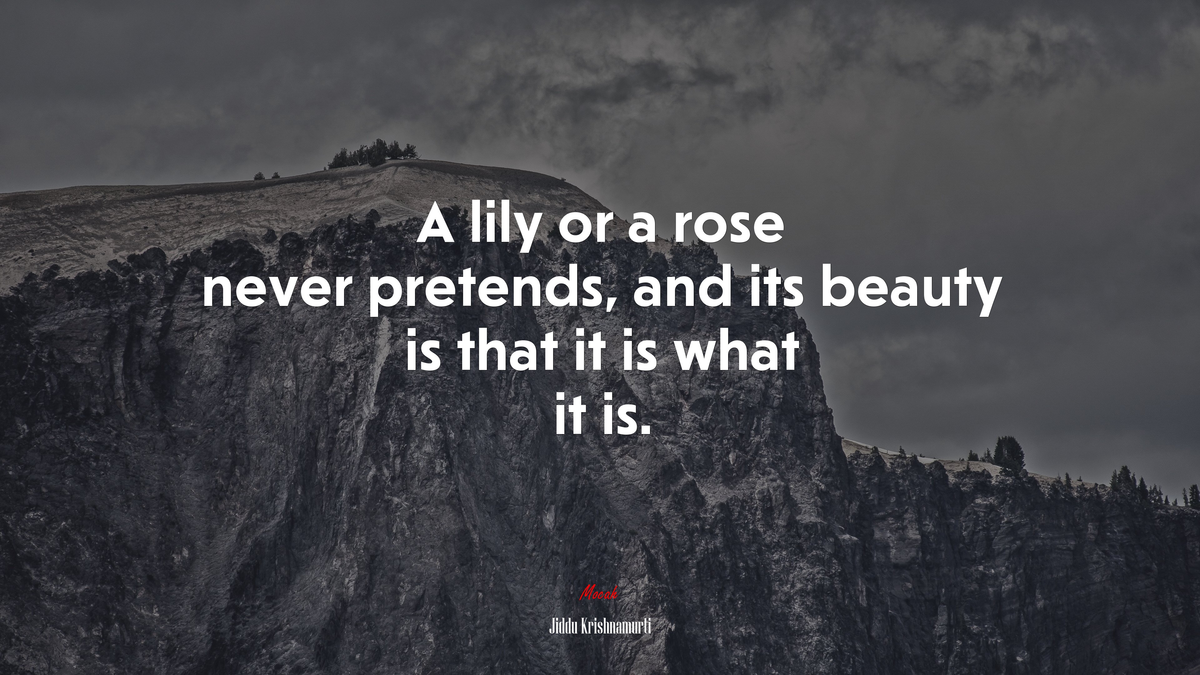 A lily or a rose never pretends, and its beauty is that it is what it is. | Jiddu Krishnamurti quote HD Wallpaper