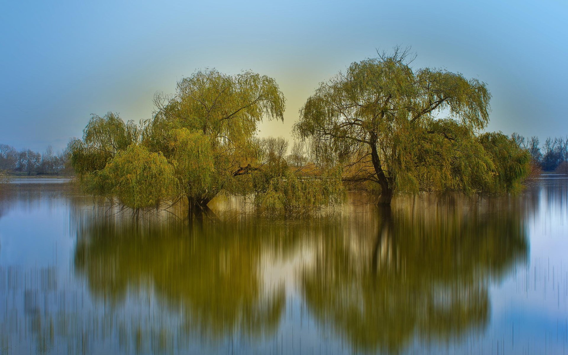 Weeping willow trees in a flooded landscape HD Wallpaper