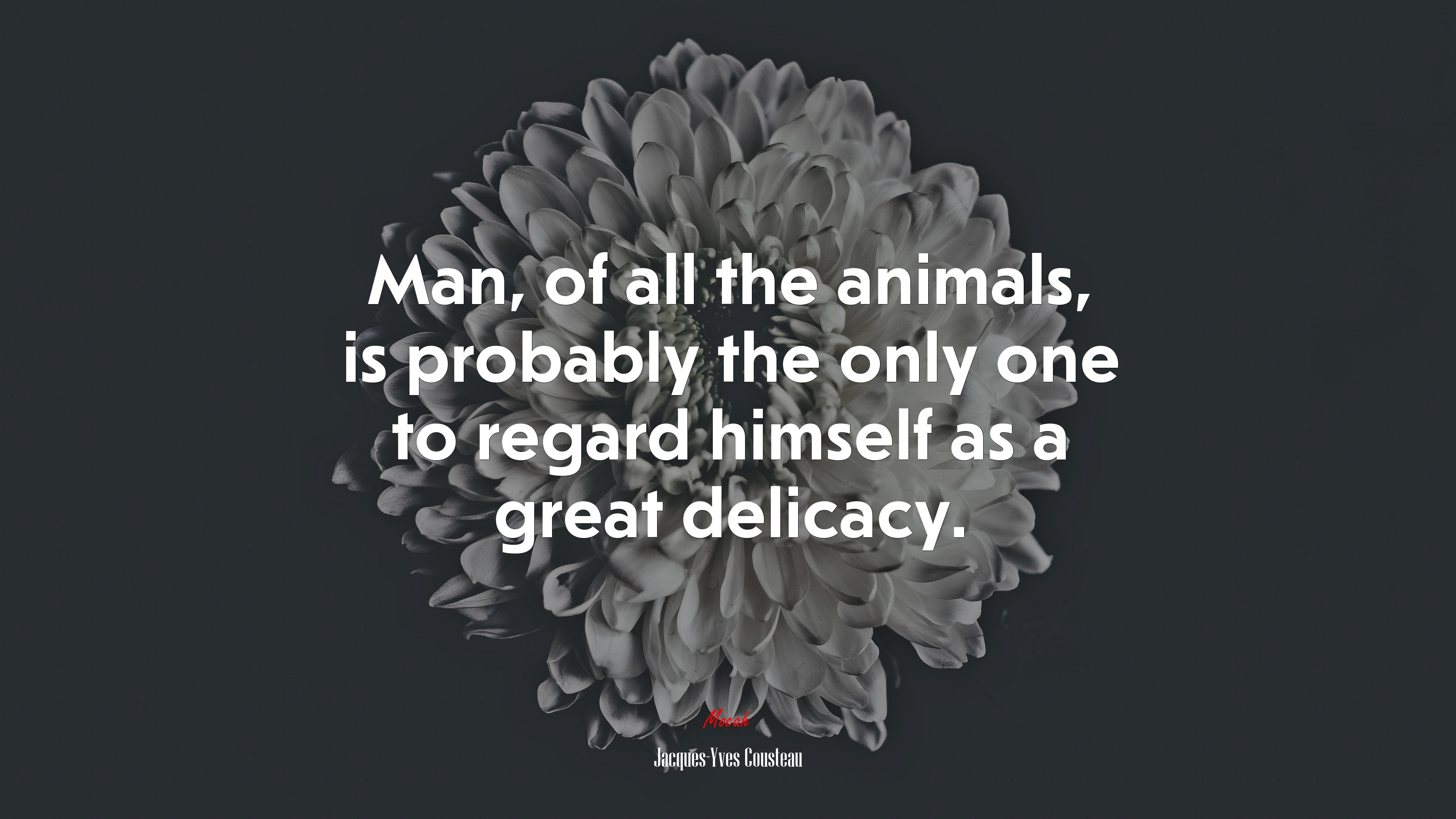 Man, of all the animals, is probably the only one to regard himself as a great delicacy. | Jacques-Yves Cousteau quote HD Wallpaper