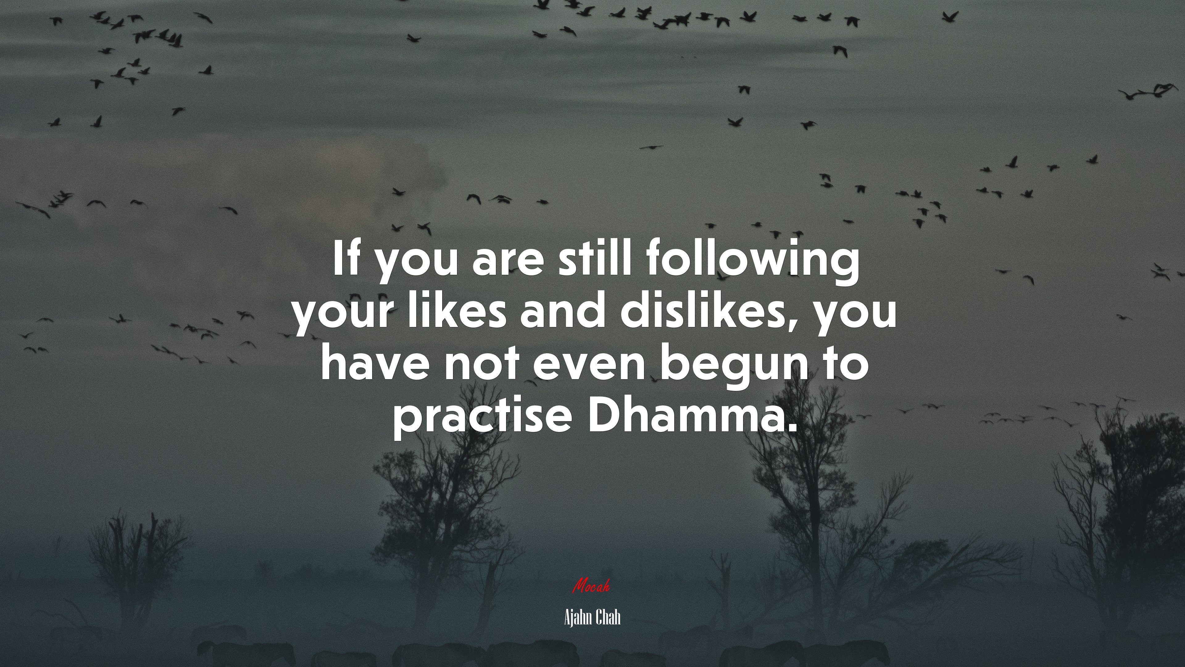 If you are still following your likes and dislikes, you have not even begun to practise Dhamma. | Ajahn Chah quote HD Wallpaper