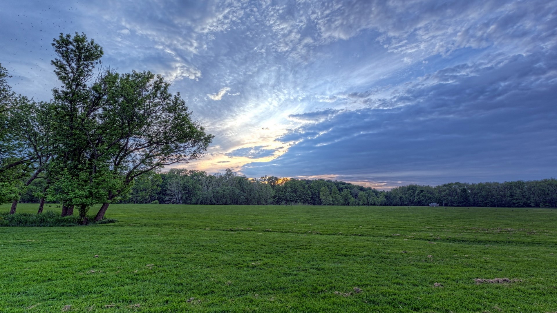 Green field with trees and dramatic sky at sunset HD Wallpaper