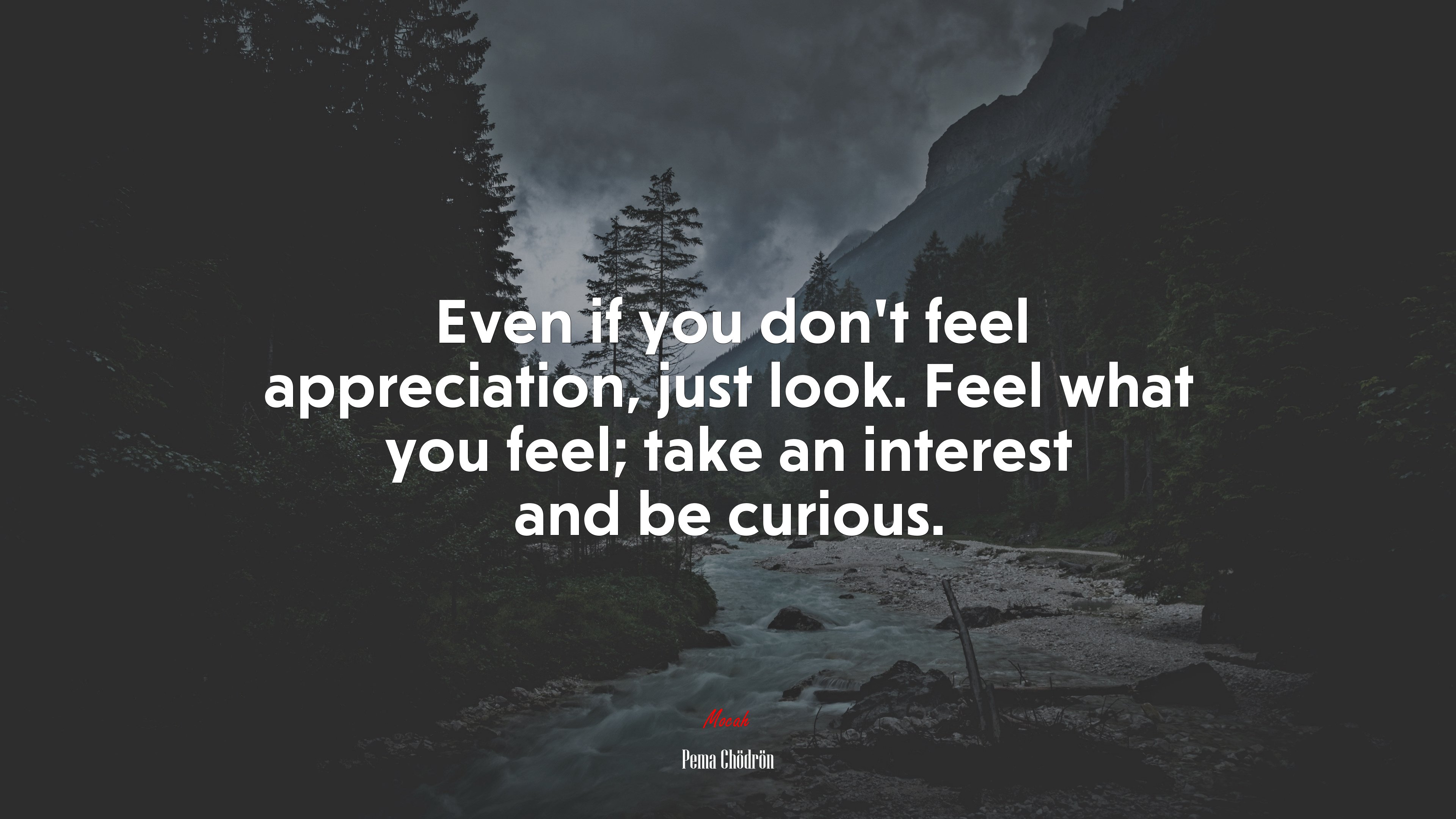 Even if you don’t feel appreciation, just look. Feel what you feel; take an interest and be curious. | Pema Chödrön quote HD Wallpaper