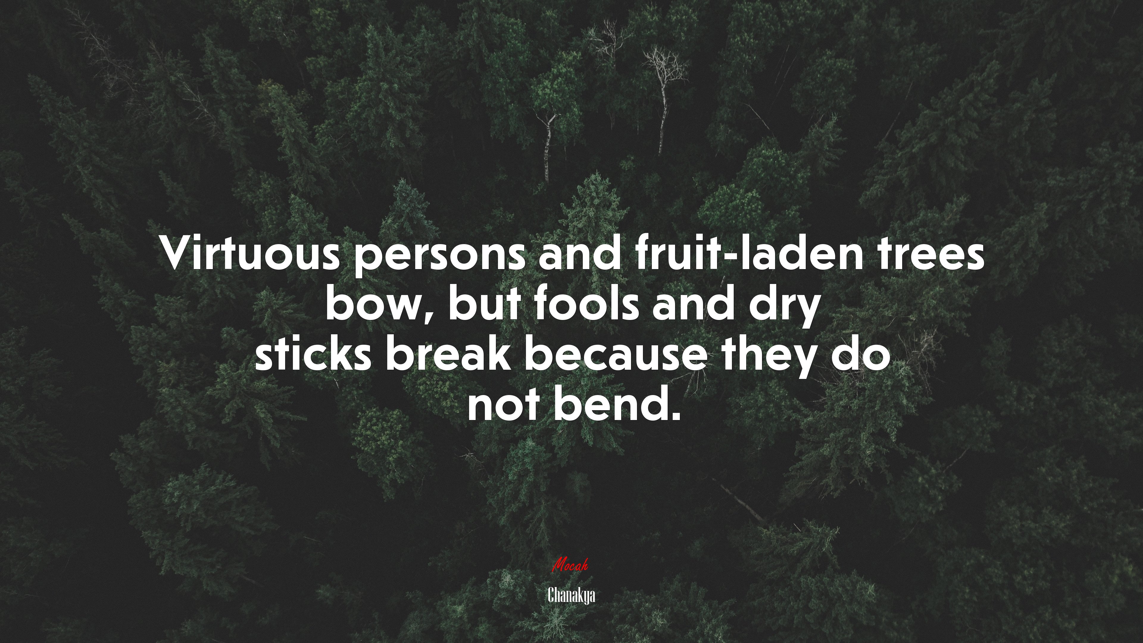 Virtuous persons and fruit-laden trees bow, but fools and dry sticks break because they do not bend. | Chanakya quote HD Wallpaper