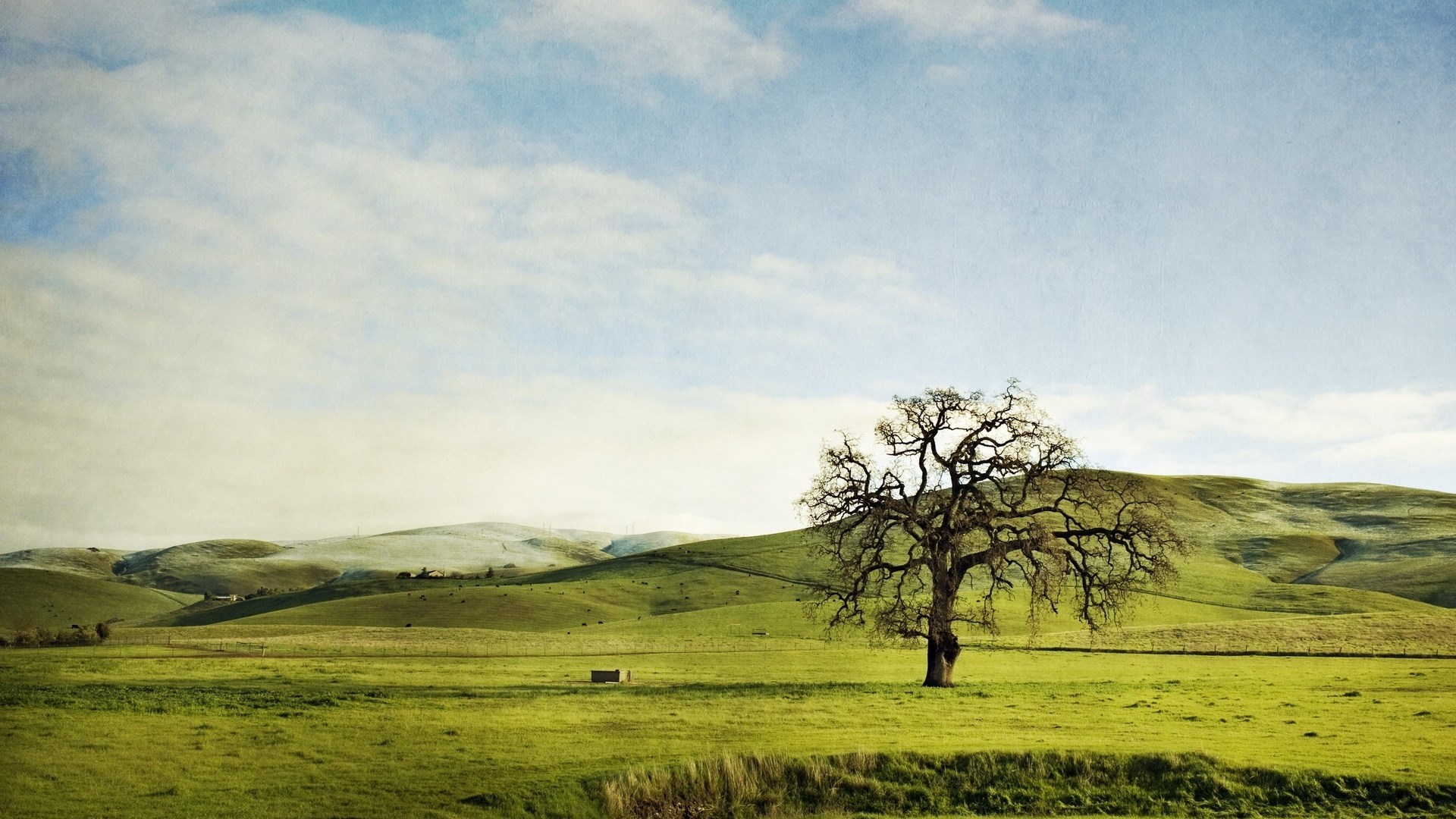 Lone tree in a green field with rolling hills HD Wallpaper