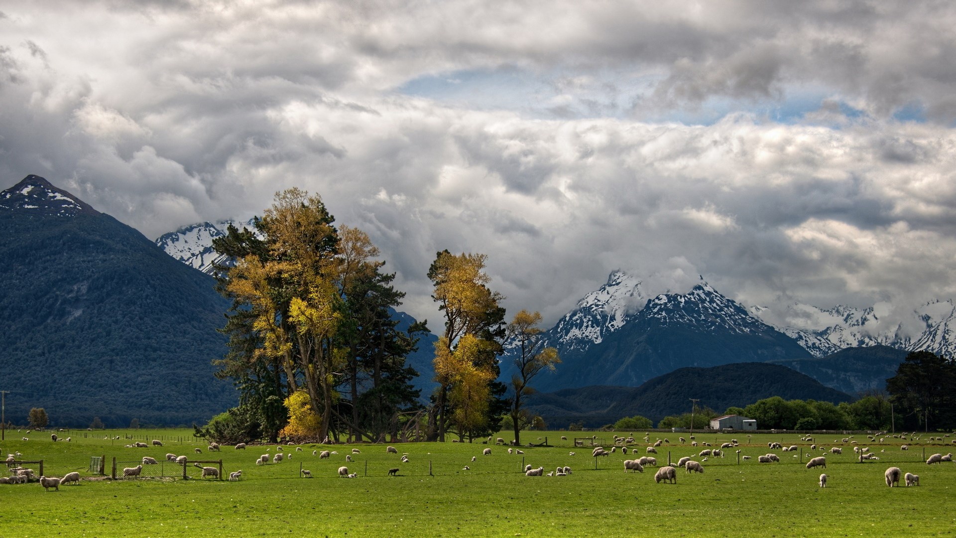 Sheep grazing in a field with mountains and clouds HD Wallpaper