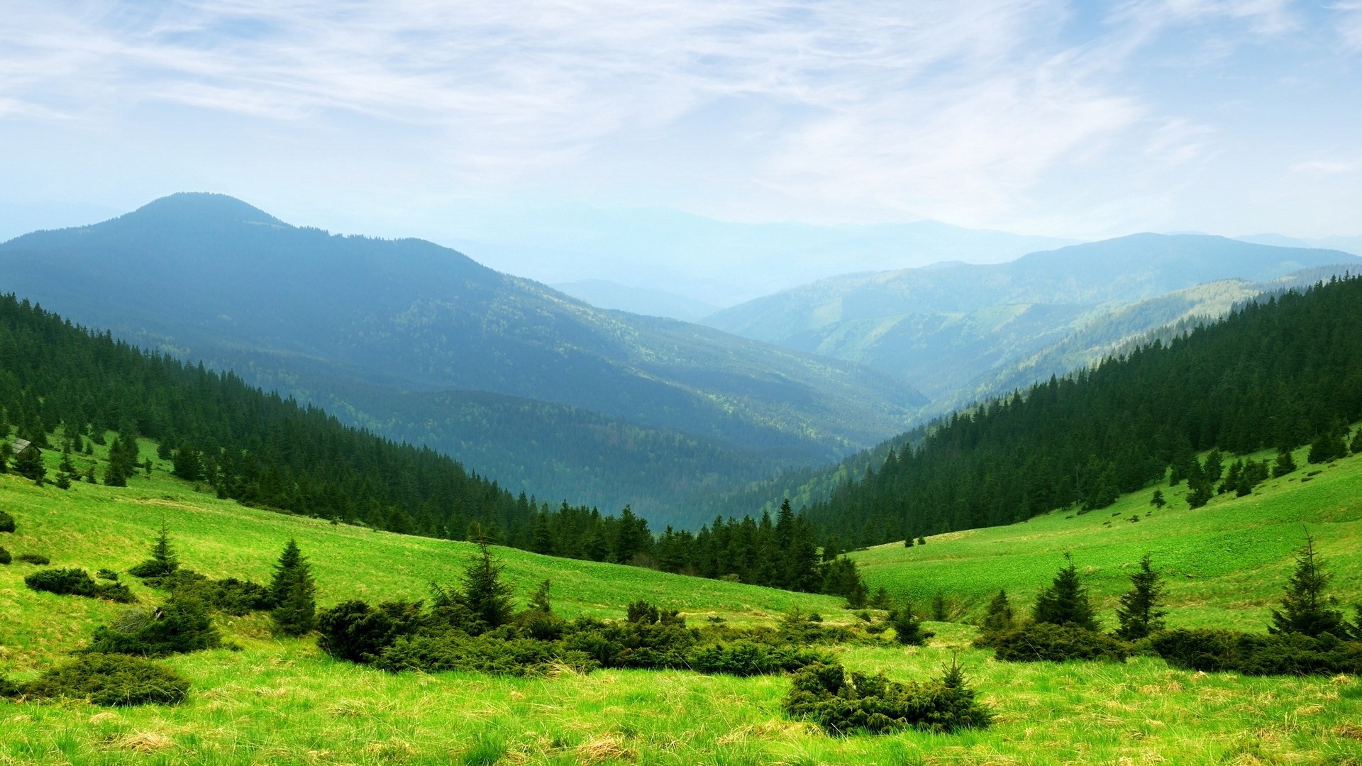 Green mountain valley with pine trees and blue sky HD Wallpaper
