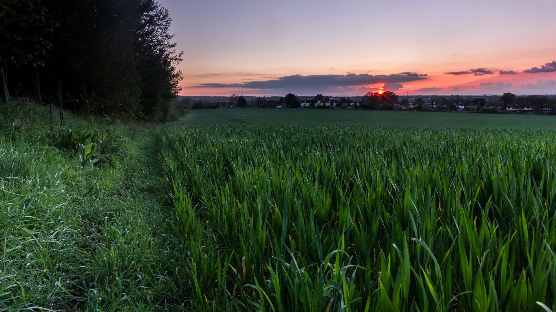 Sunset over a field with a path and trees HD Wallpaper