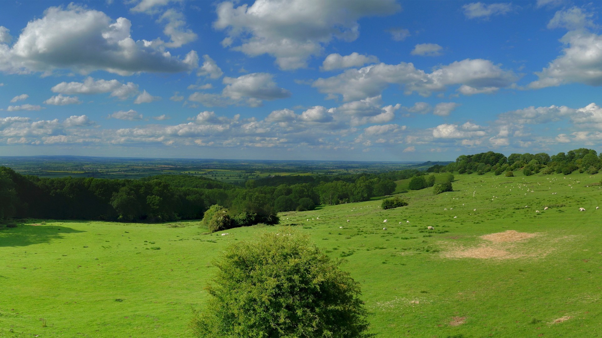 Rolling green hills with sheep under a cloudy blue sky HD Wallpaper