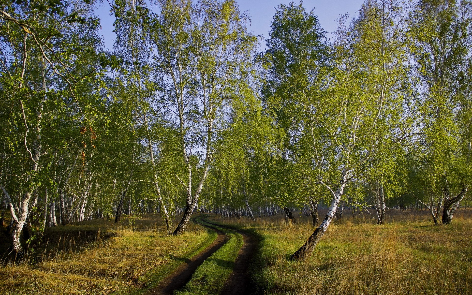 Dirt road winding through a birch forest HD Wallpaper