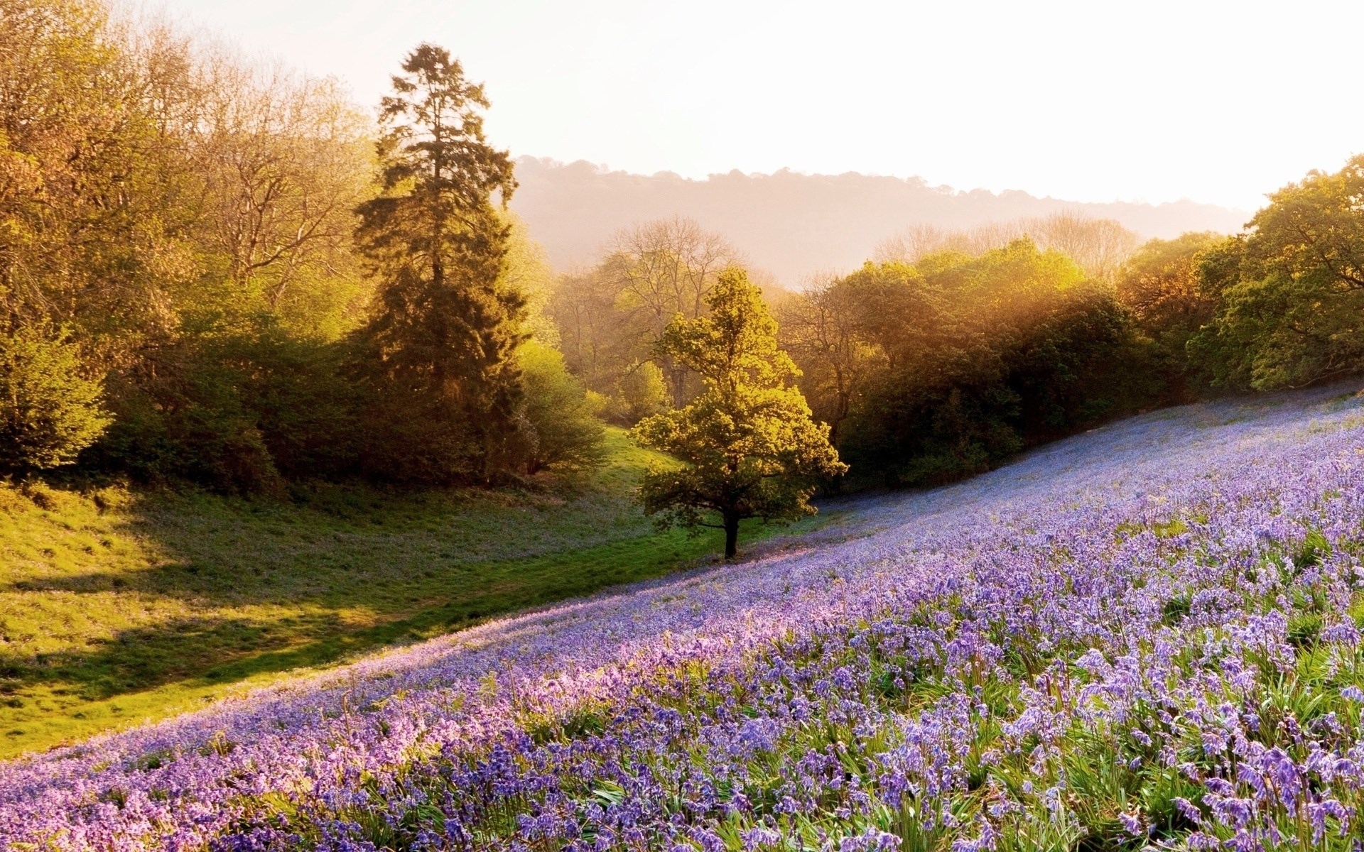 Sunlit Hillside Covered in Bluebells and Trees HD Wallpaper