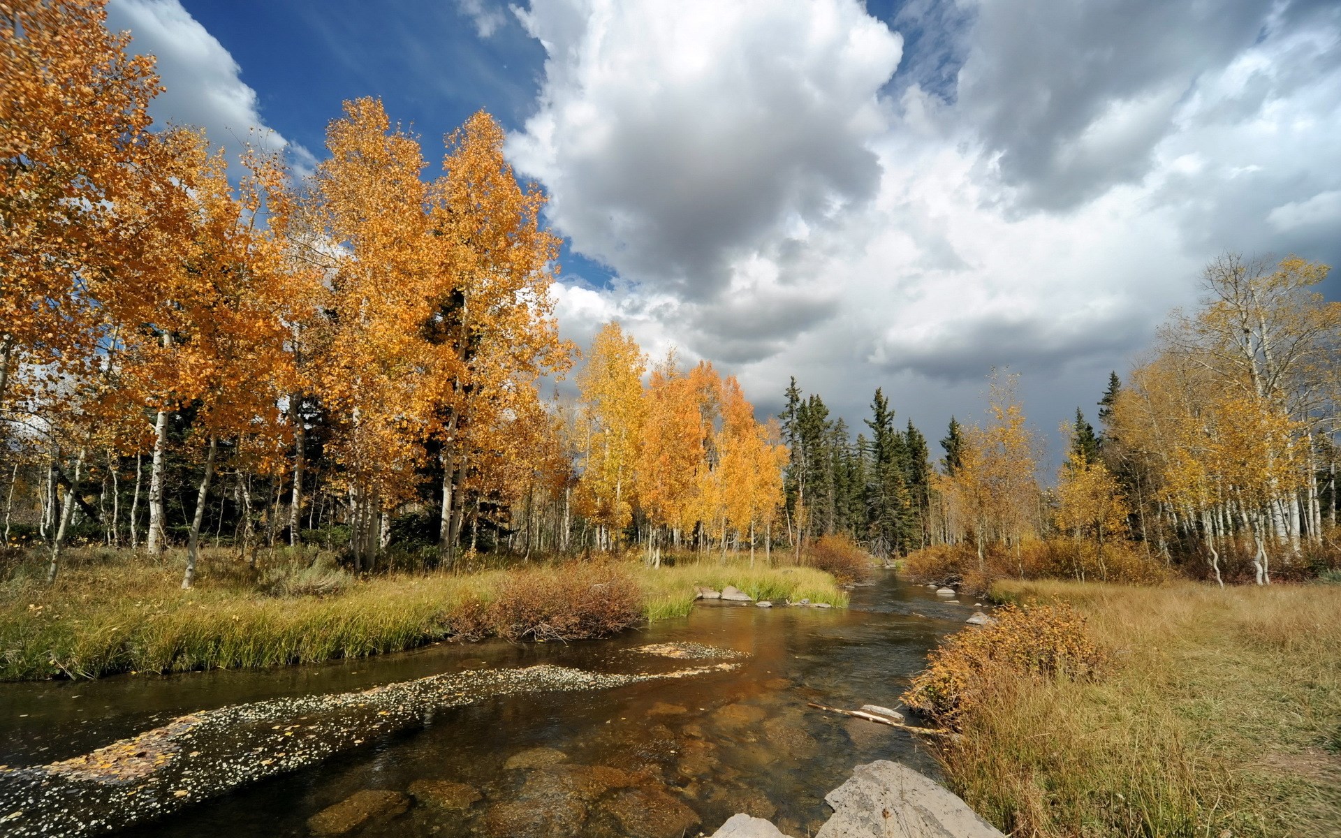 Autumn trees line a flowing river under a cloudy sky HD Wallpaper